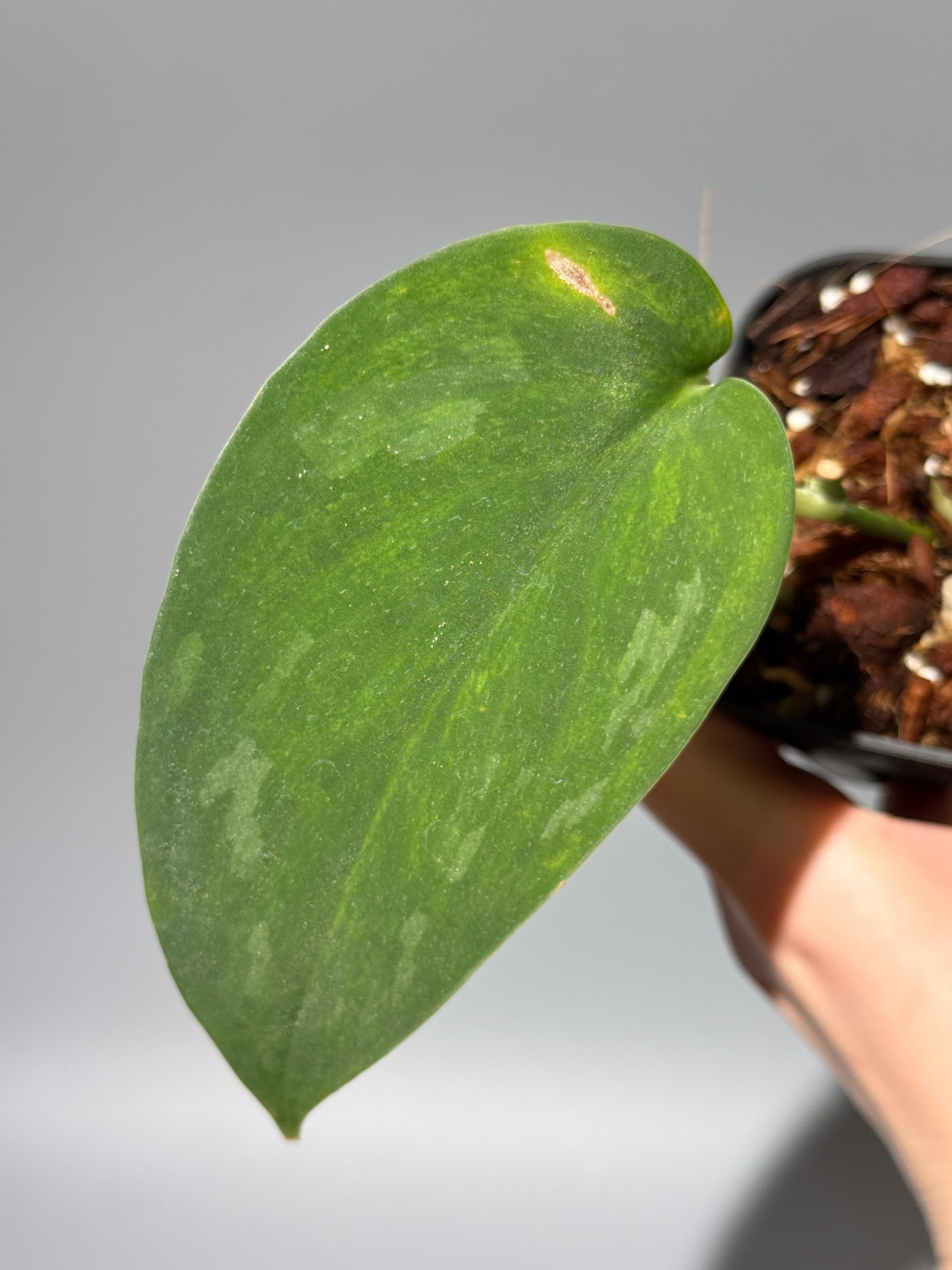 スキンダプサス グリーン エメラルド / Scindapsus green emerald (1)