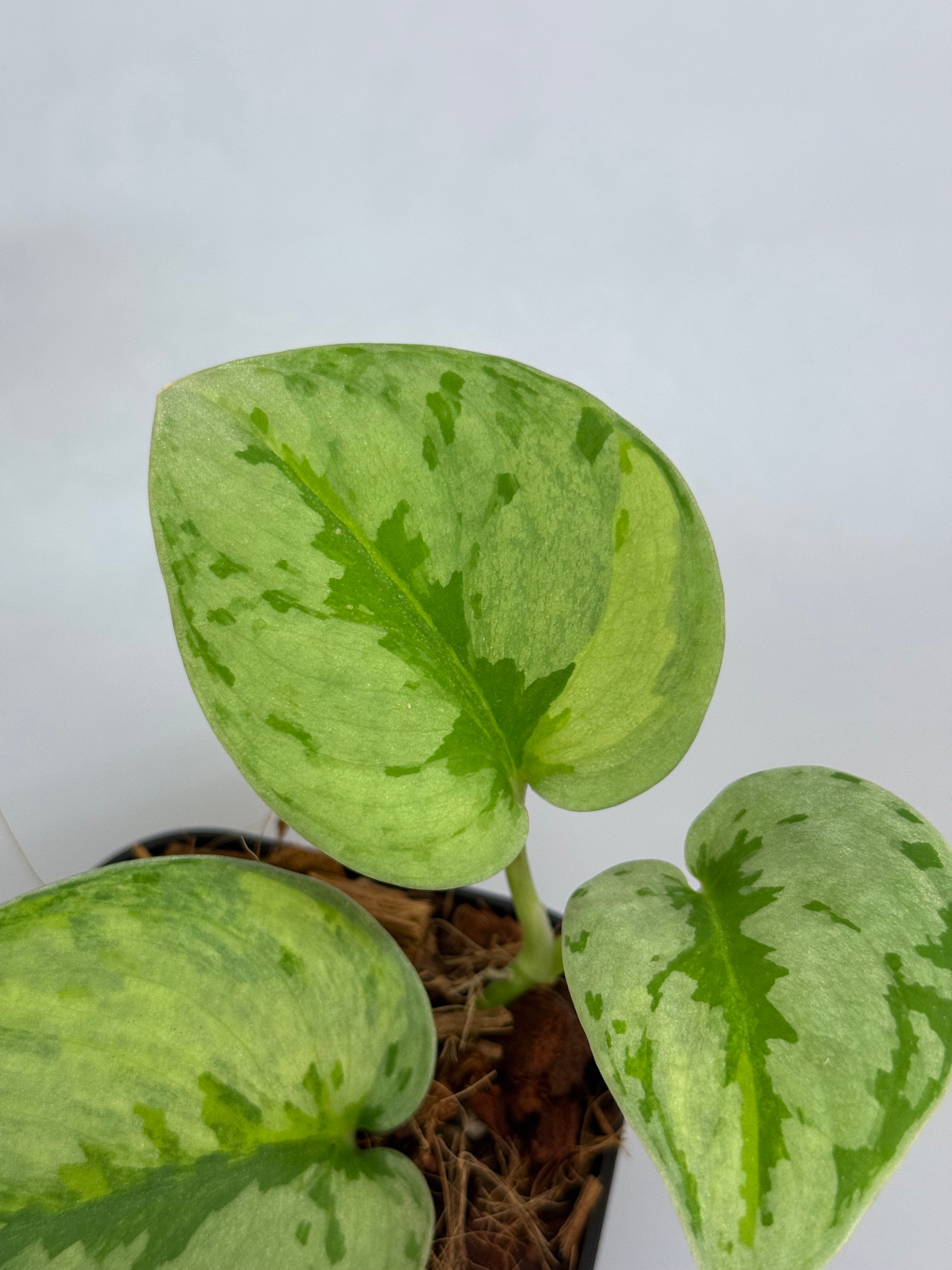 その他観葉植物 Scindapsus Yupa Scindapsus Yupa Mature - Best Selected – Scindapsus Borneo