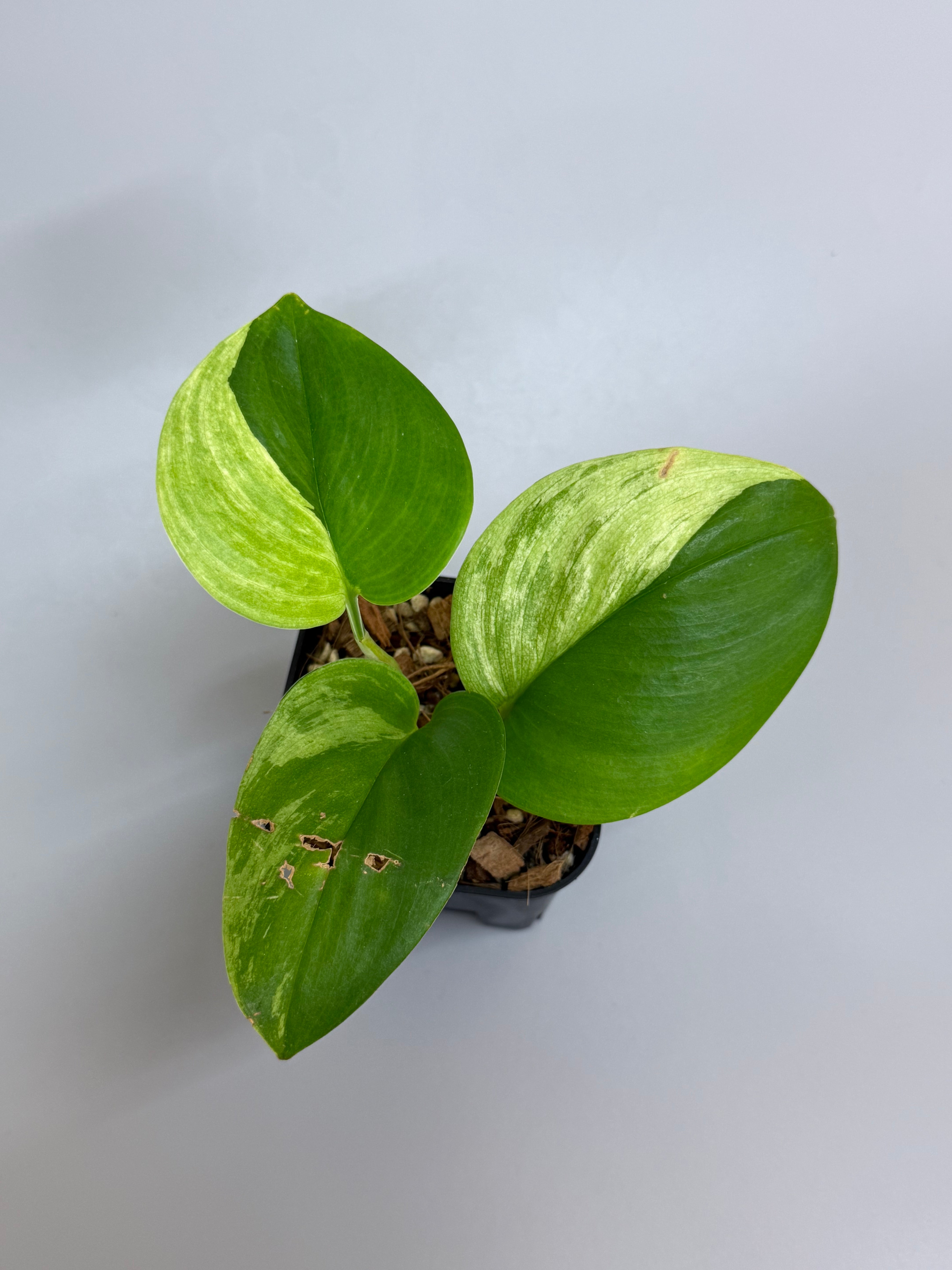 All Plants – Nakayama-Plants