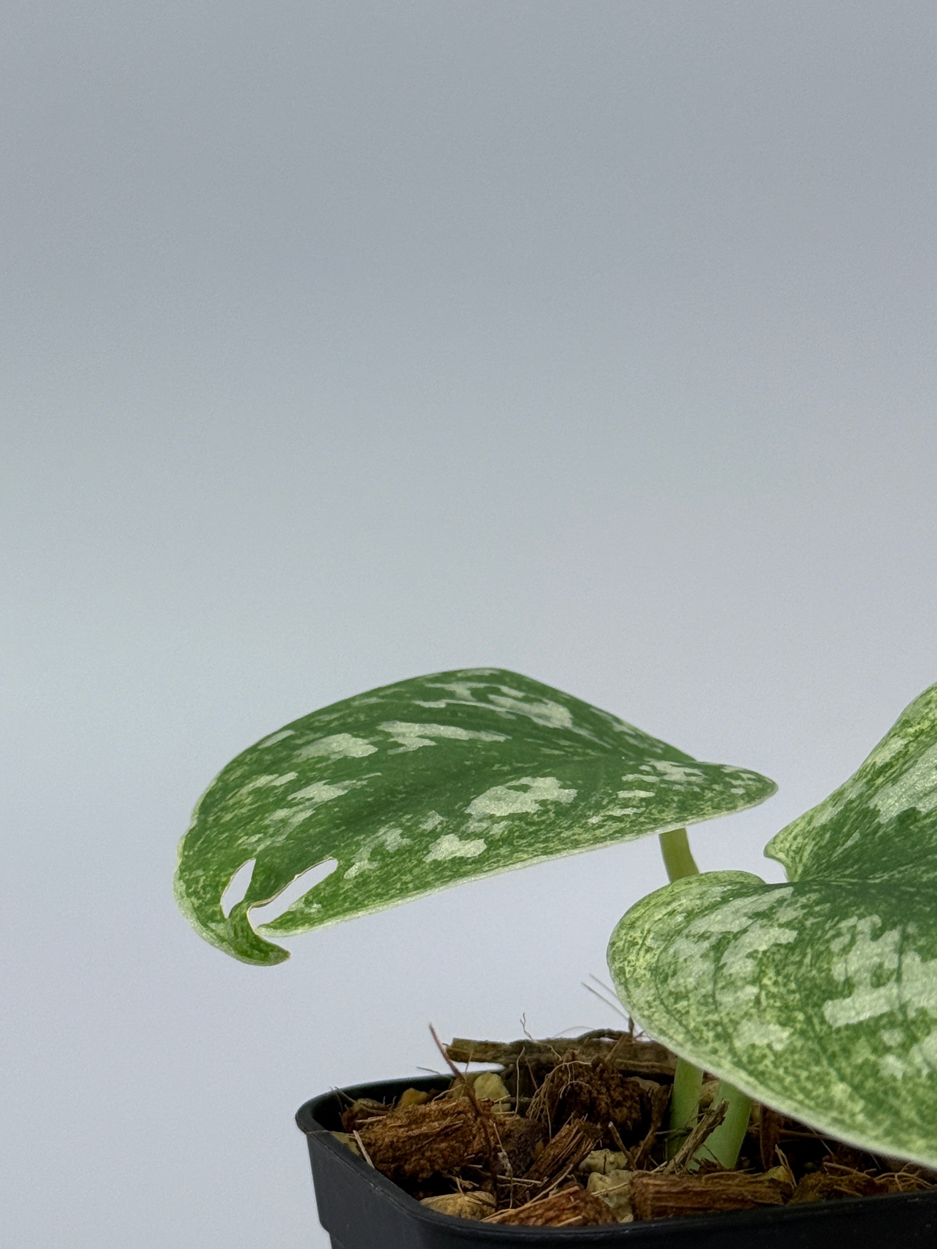 その他観葉植物 scindapsus nebula mint スキンダプサス ネビュラ / Scindapsus Nebula (1) – Nakayama-Plants