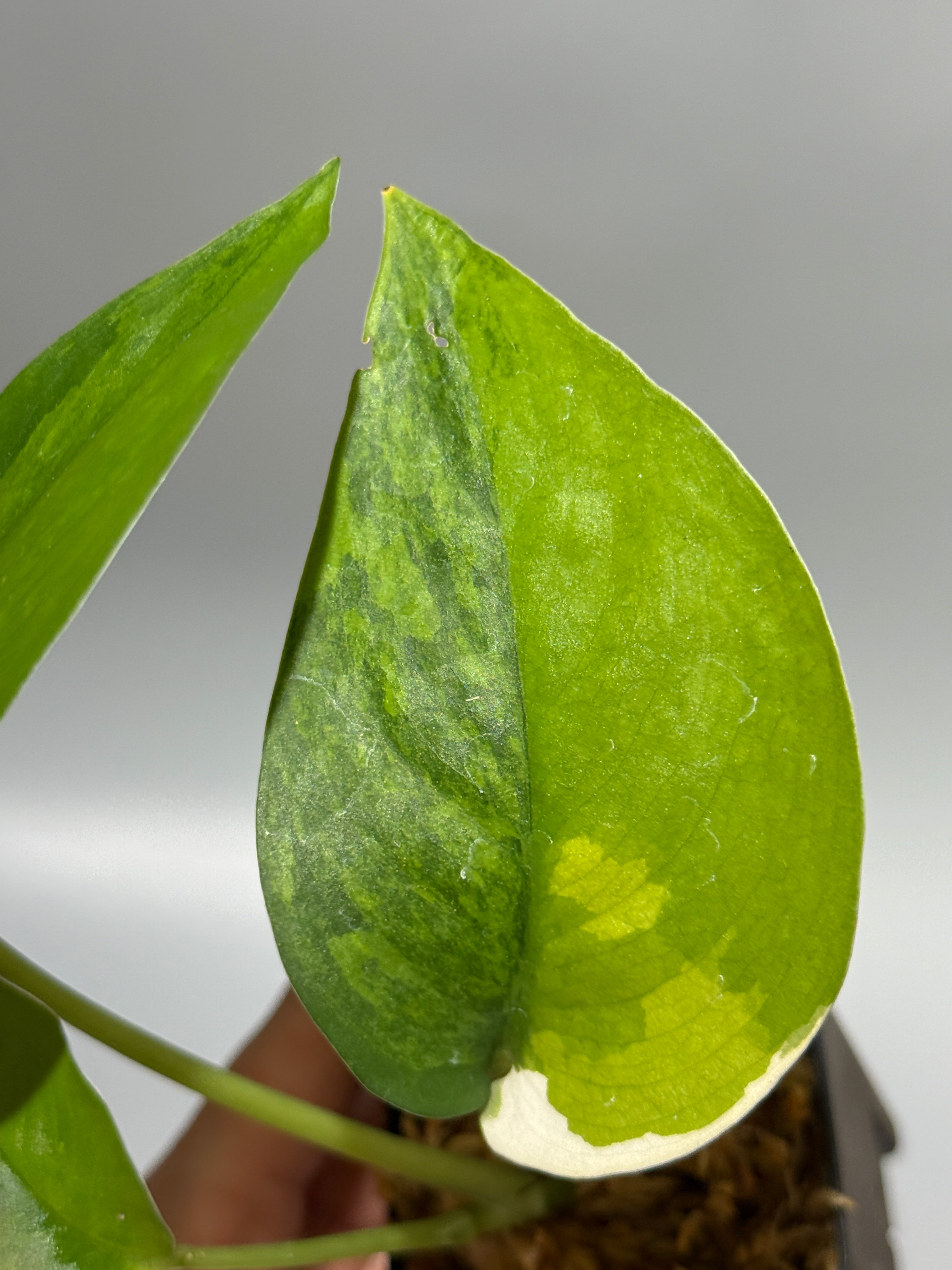 スキンダプサス　ラカンビニ トップカット　1 新着商品 – Nakayama-Plants