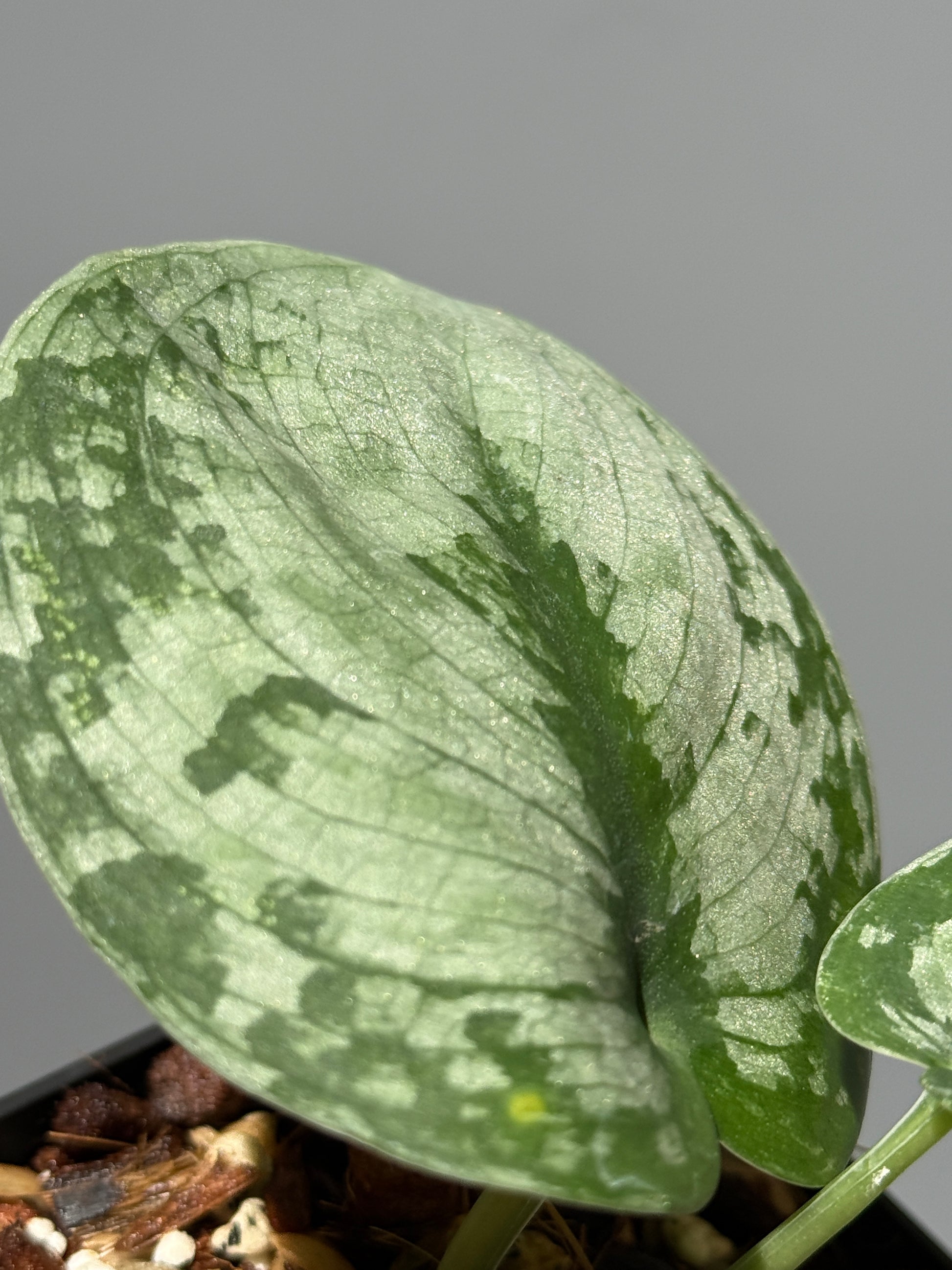 スキンダプサス ドラヤキ / Scindapsus Dorayaki (1)