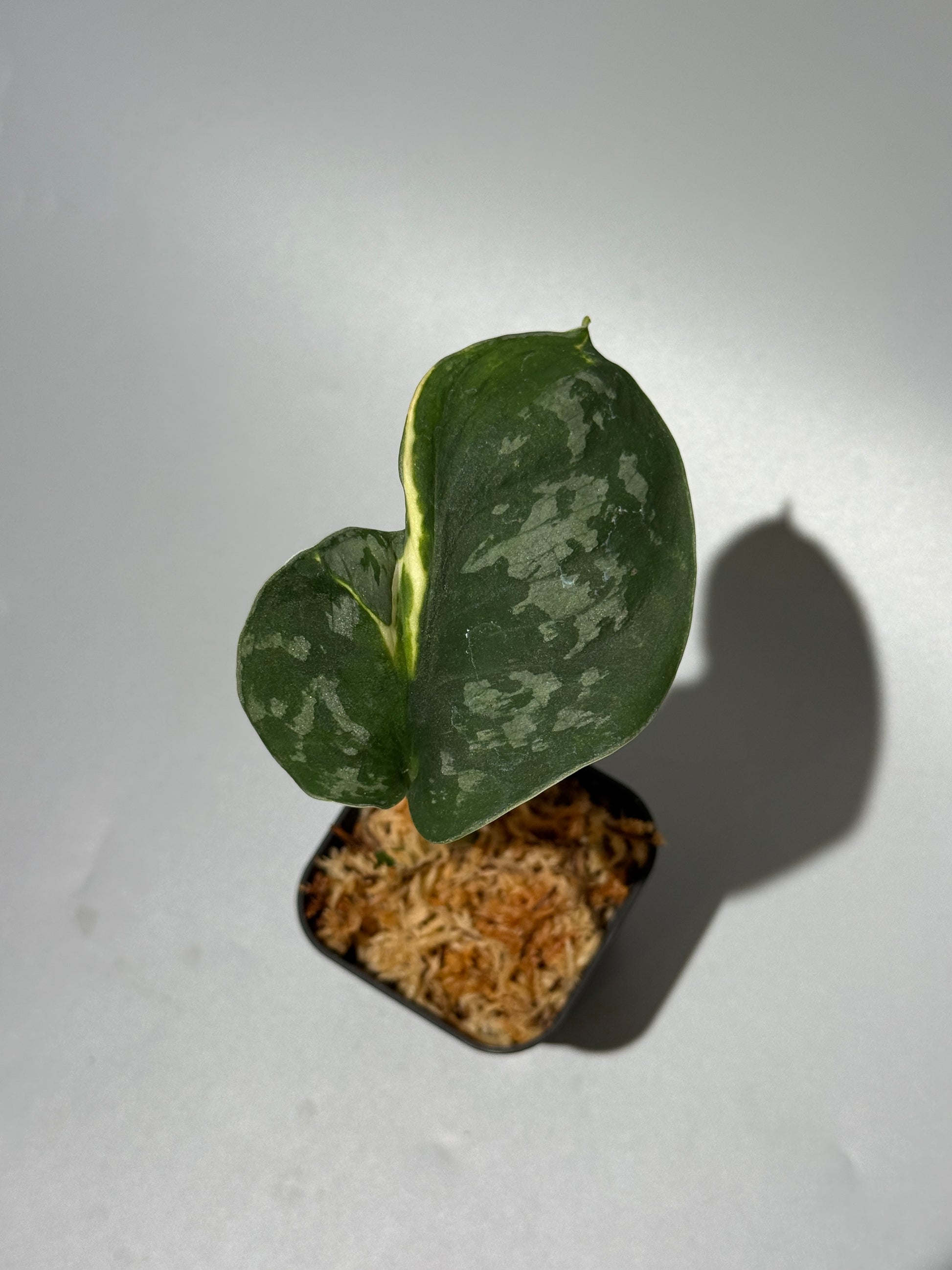 スキンダプサス イバタン  / Scindapsus Ibatan (1)