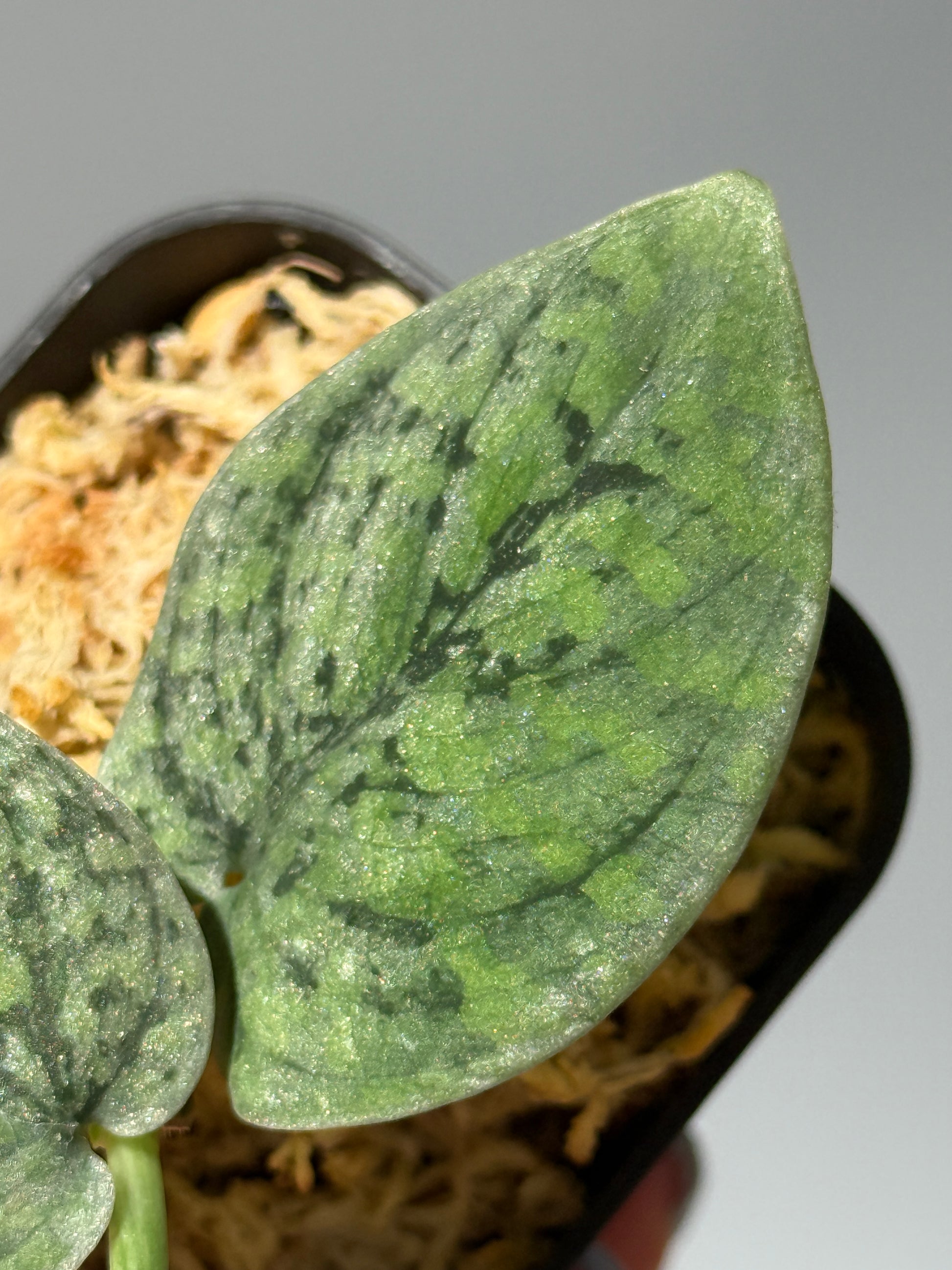 スキンダプサス スノーフレック ミューテーション  / Scindapsus snowfleck mutation (1)