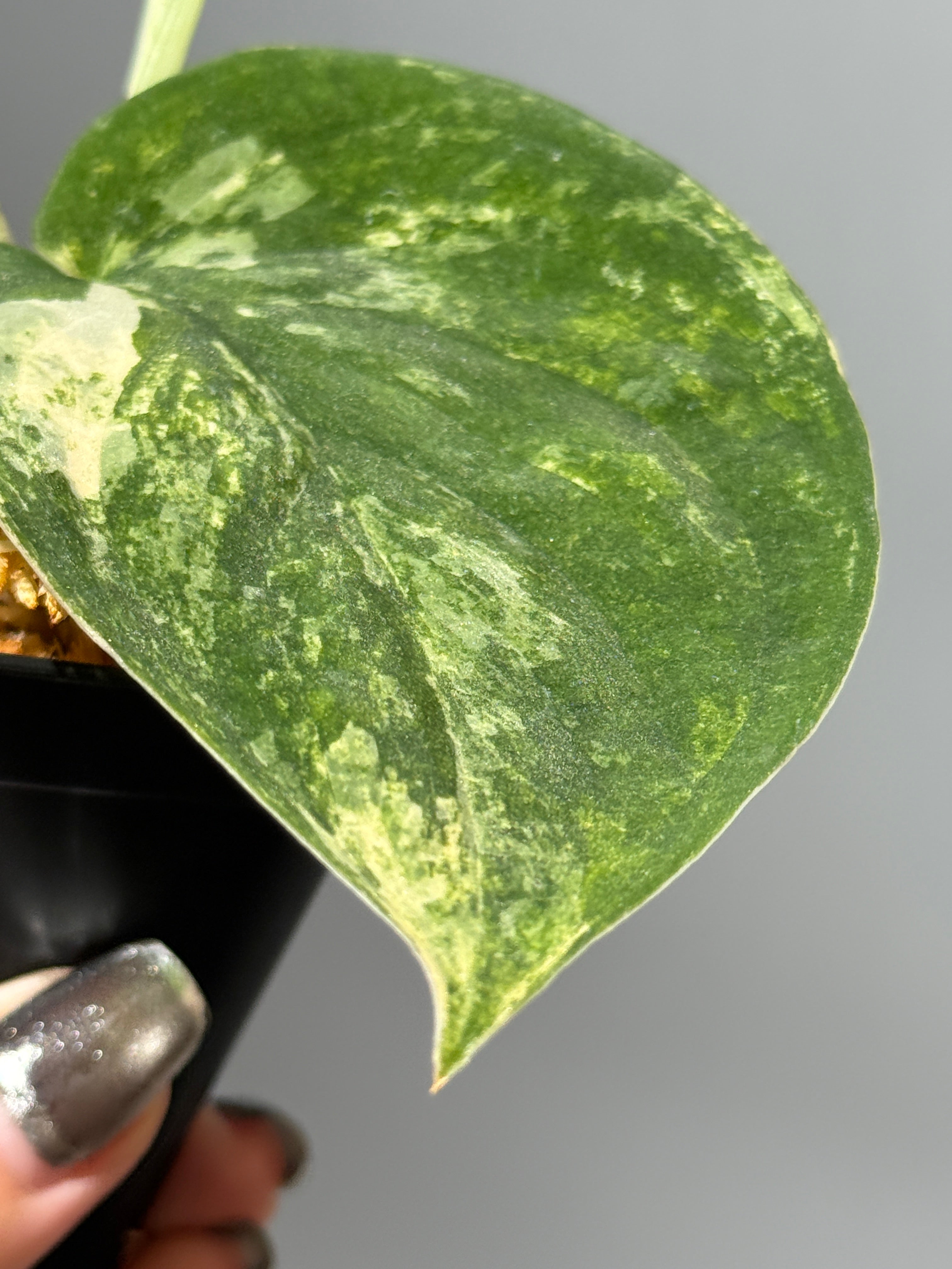 All Plants – Nakayama-Plants