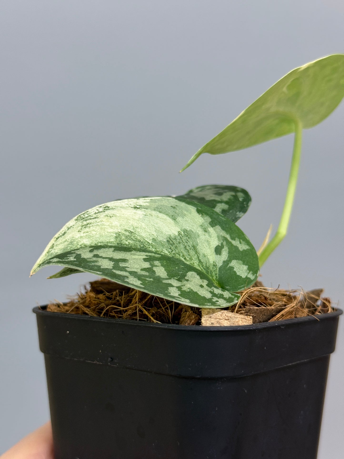 スキンダプサス マヤリ / Scindapsus mayari (3)