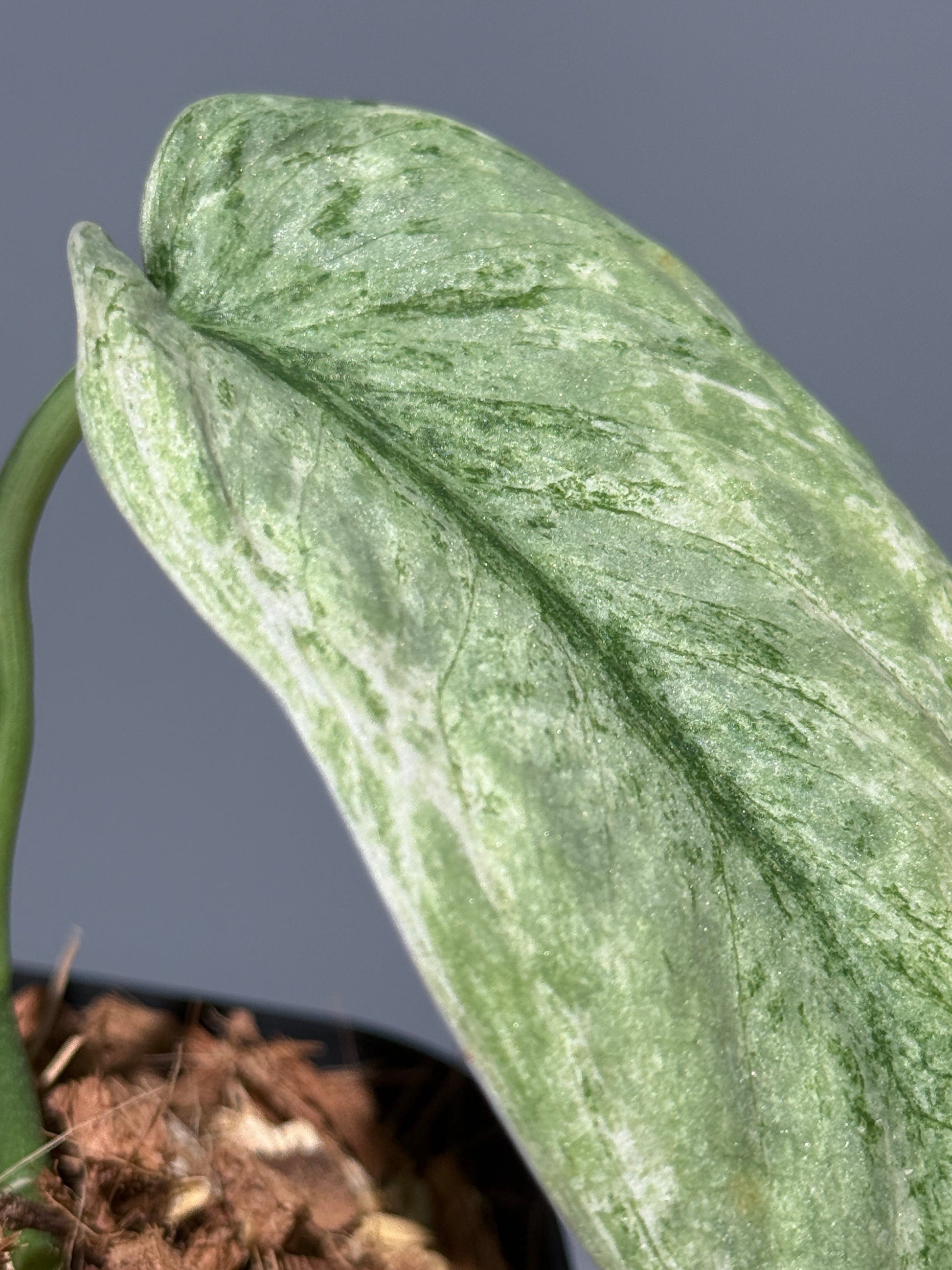 スキンダプサス ブルー スカイ/Scindapsus Blue sky  (1)