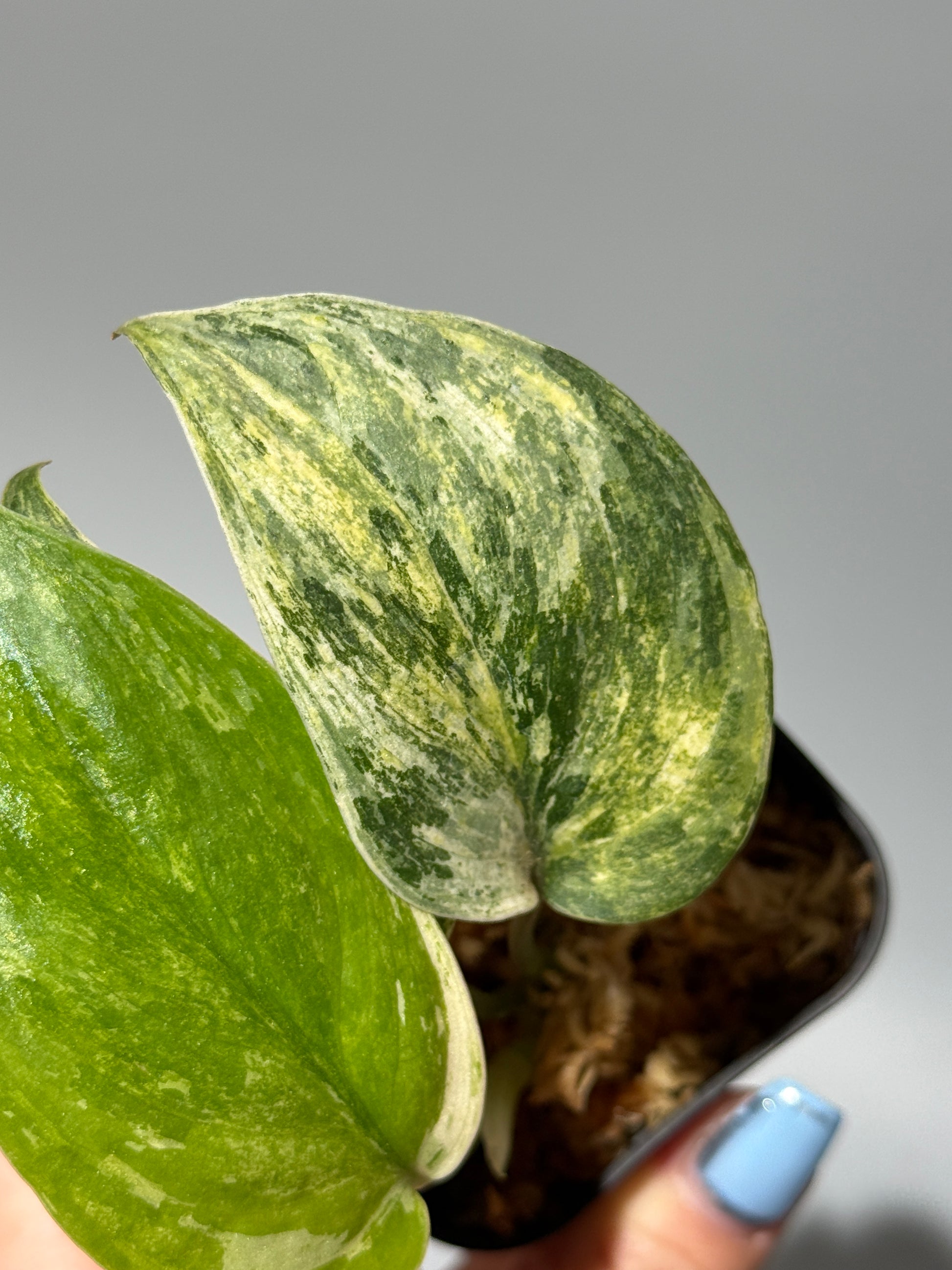スキンダプサス シリワンギ トリカラー  / Scindapsus Siliwangi tricolor (1)