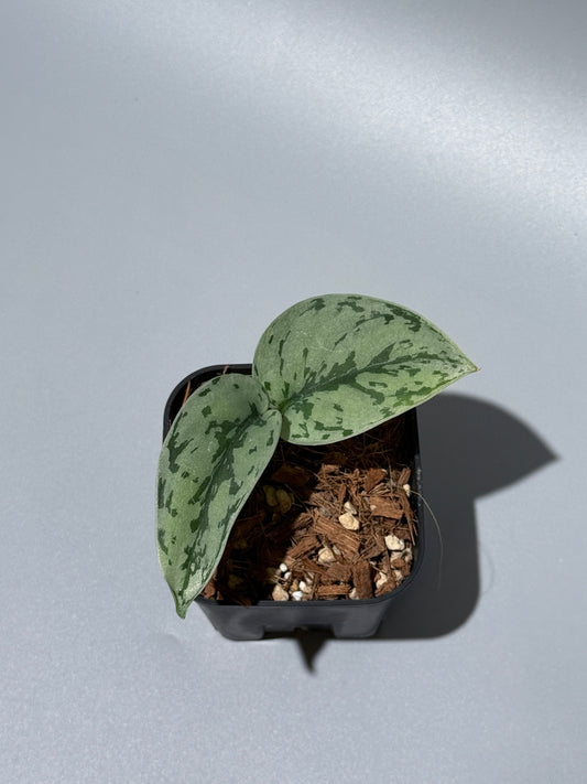 スキンダプサス シルバーレディ / Scindapsus silver lady (2)