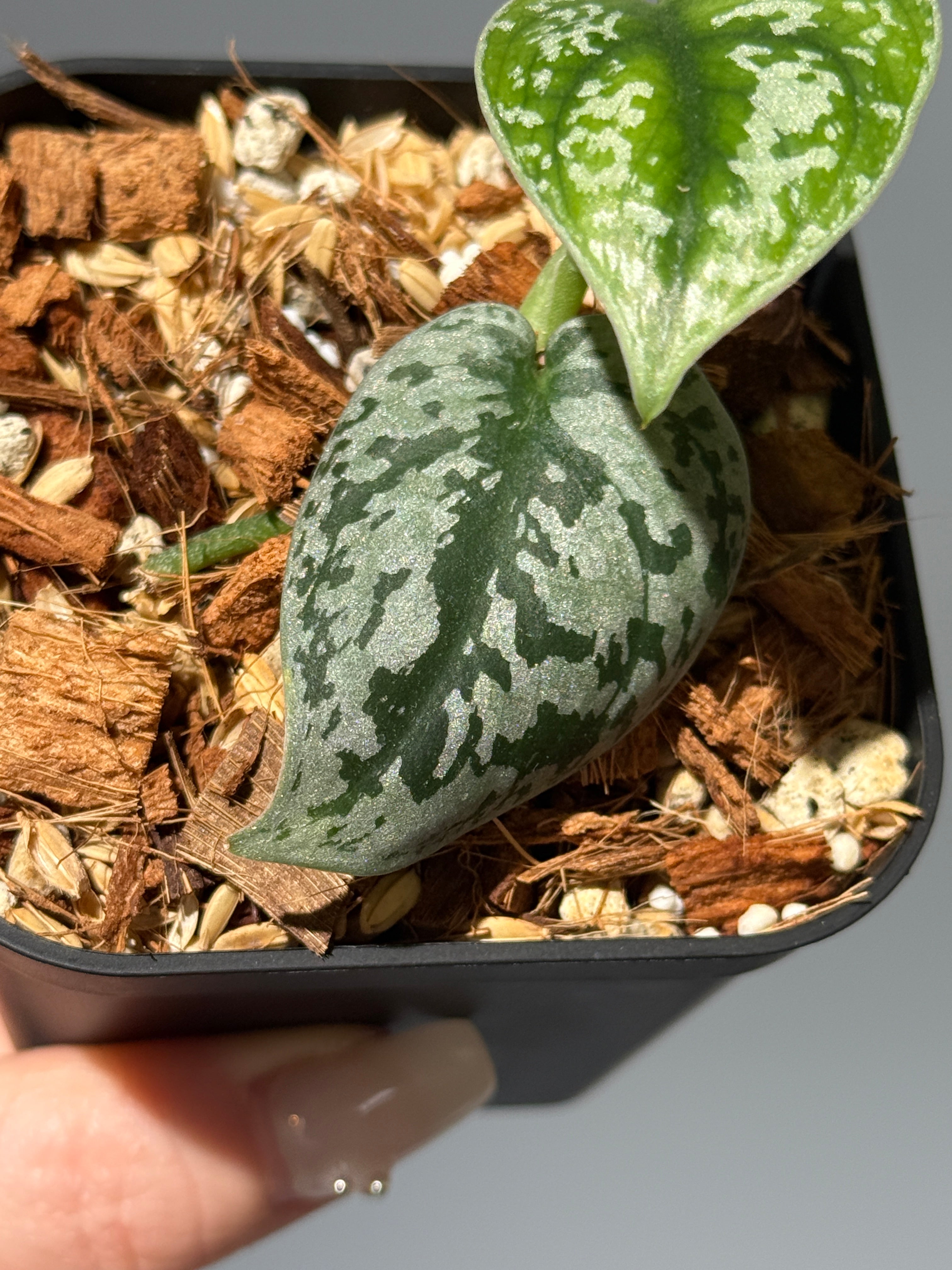 スキンダプサス バクダパティ斑入り アポラキ　セット　L9 All Plants – Page 2 – Nakayama-Plants