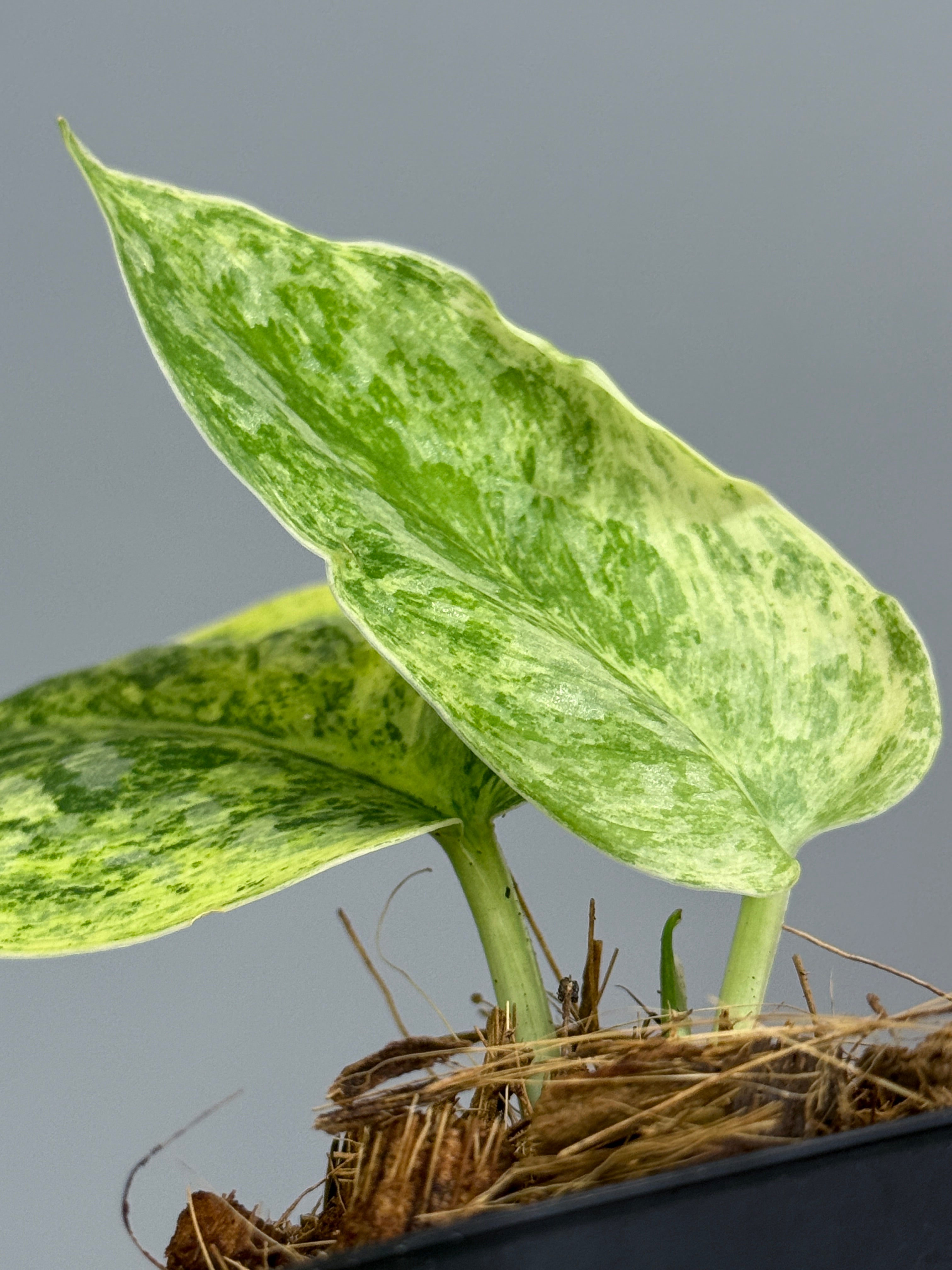 スキンダプサス テンバガ / Scindapsus Tembaga (2) – Nakayama-Plants