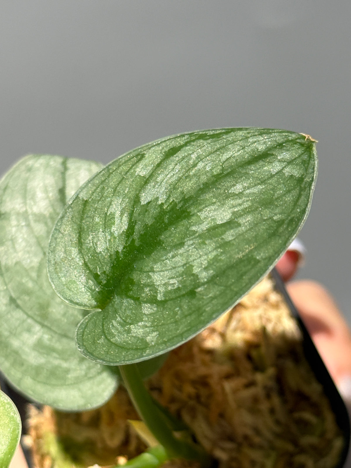 スキンダプサス Sp.バニュマス / Scindapsus Sp.Banyumas (1)
