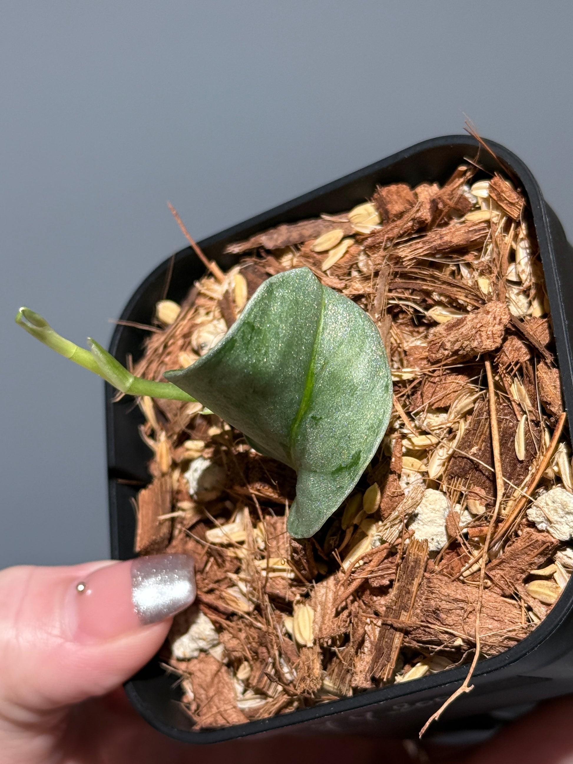 スキンダプサス ウィアード / Scindapsus Weirdo (2)