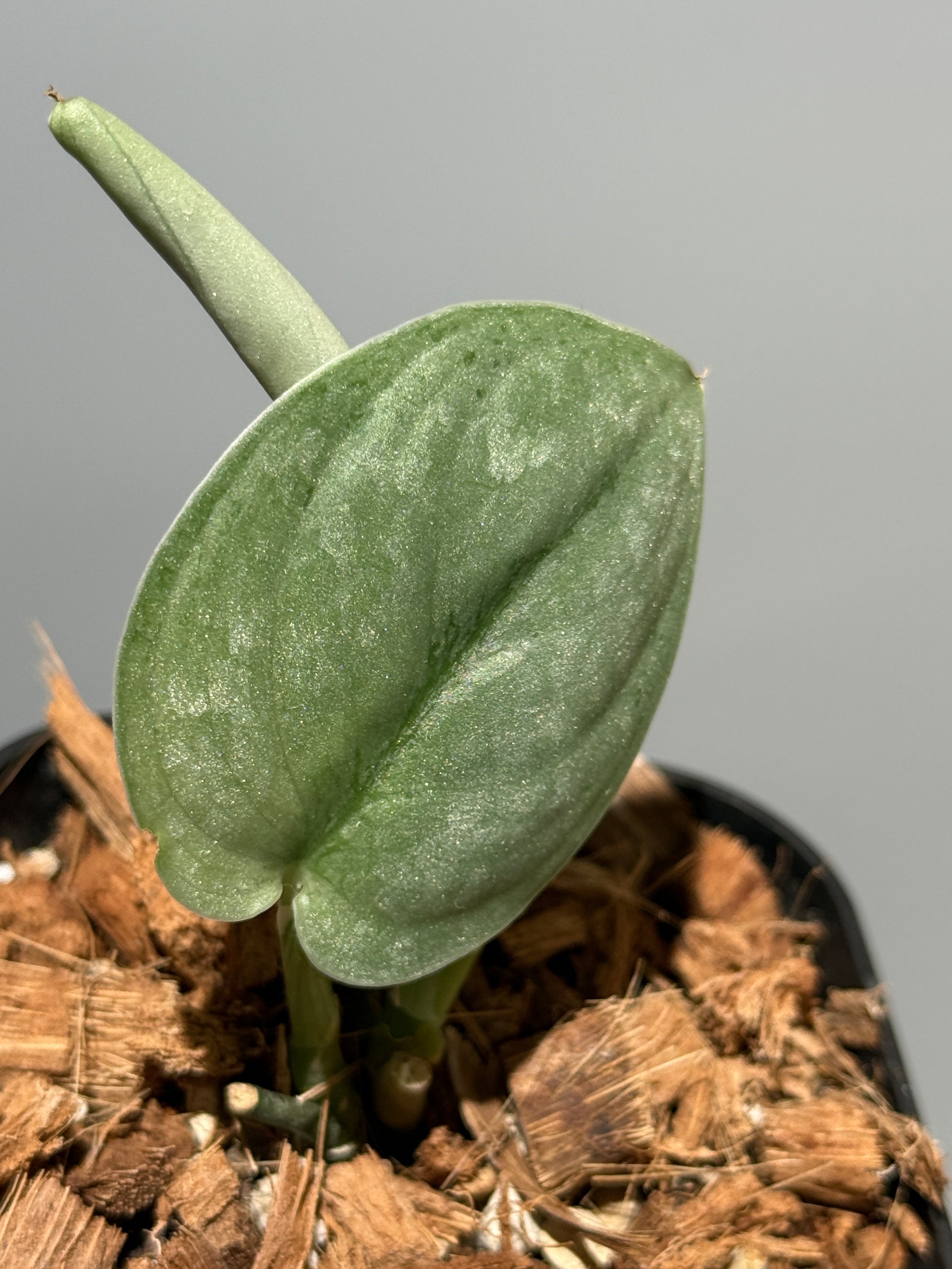 スキンダプサス シルバー スポット sp.カリマンタン / Scindapsus Silver spot sp.Kalimantan (1)