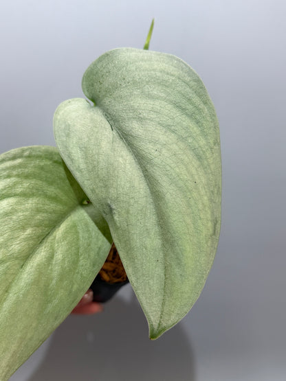 スキンダプサス エリンダ / Scindapsus Erlinda (3)