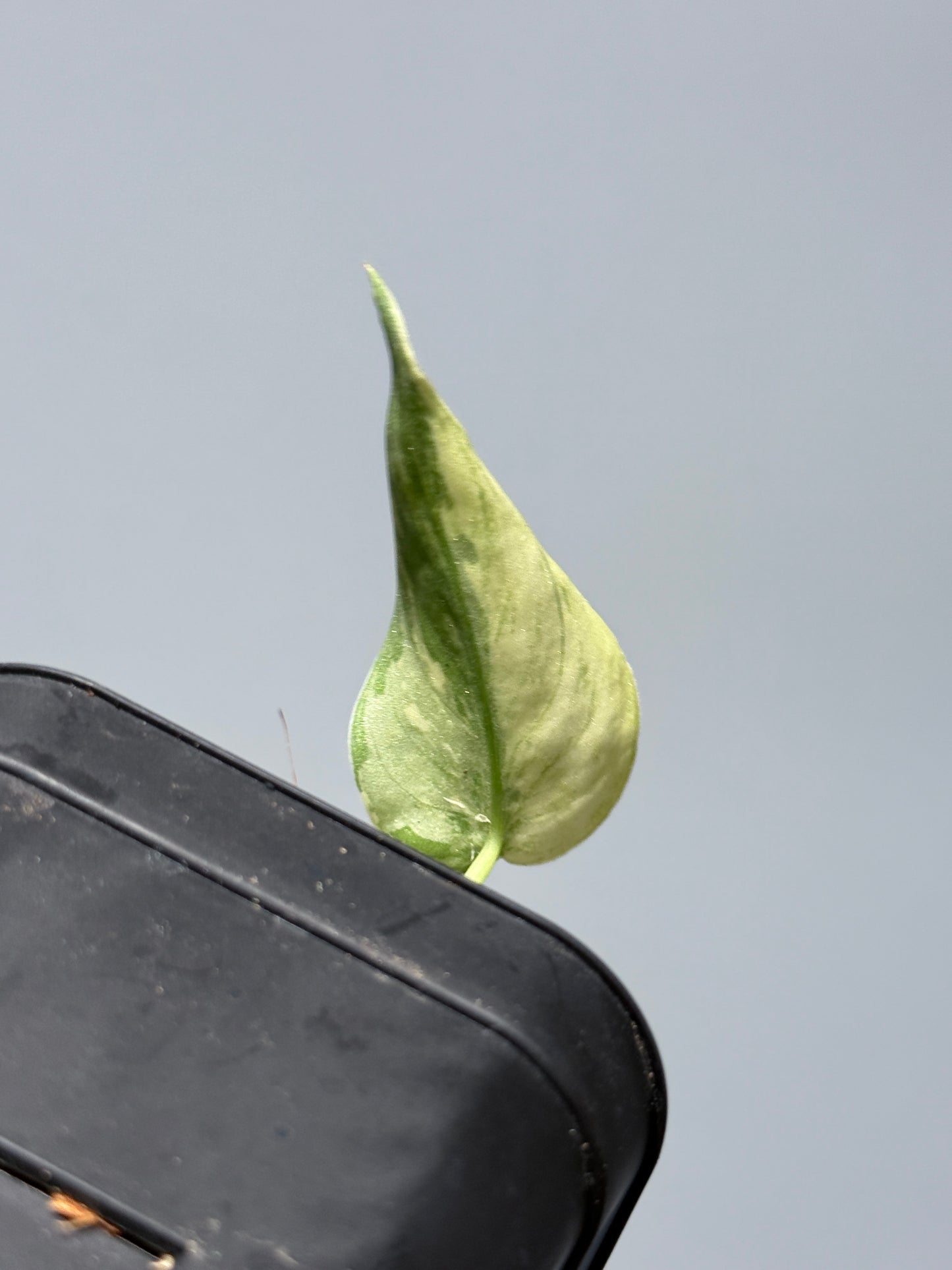 スキンダプサス マリポーサ / Scindapsus Mariposa(2)