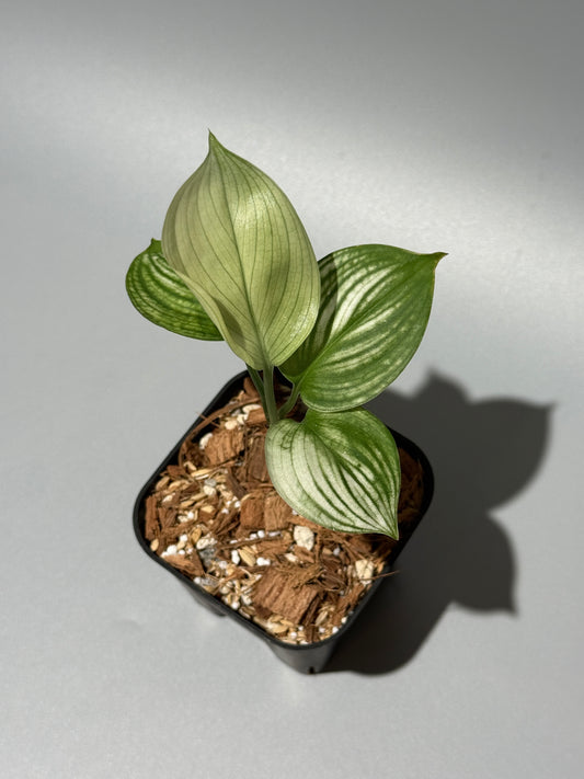 スキンダプサス ホワイトモンスター / Scindapsus whitemonster (2)