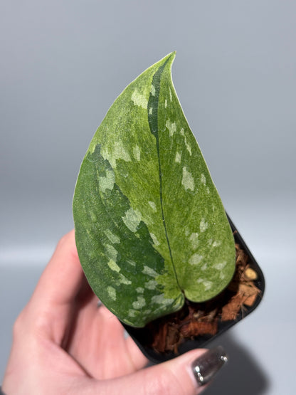 スキンダプサス マッチャ / Scindapsus matcha (3)