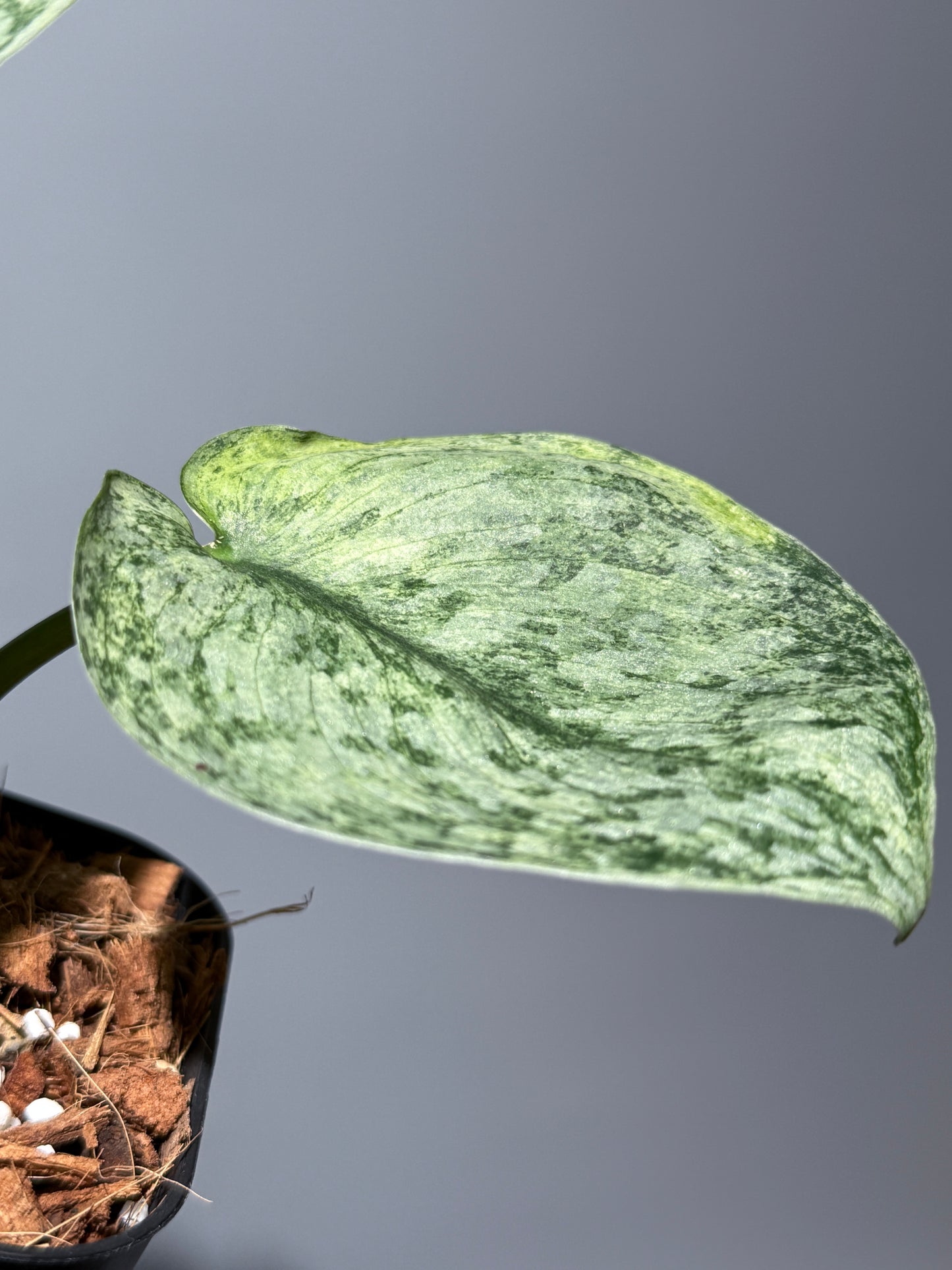 スキンダプサス エキゾチカ マーブル sp.バニュマス / Scindapsus exotica marble sp.Banyumas (1)