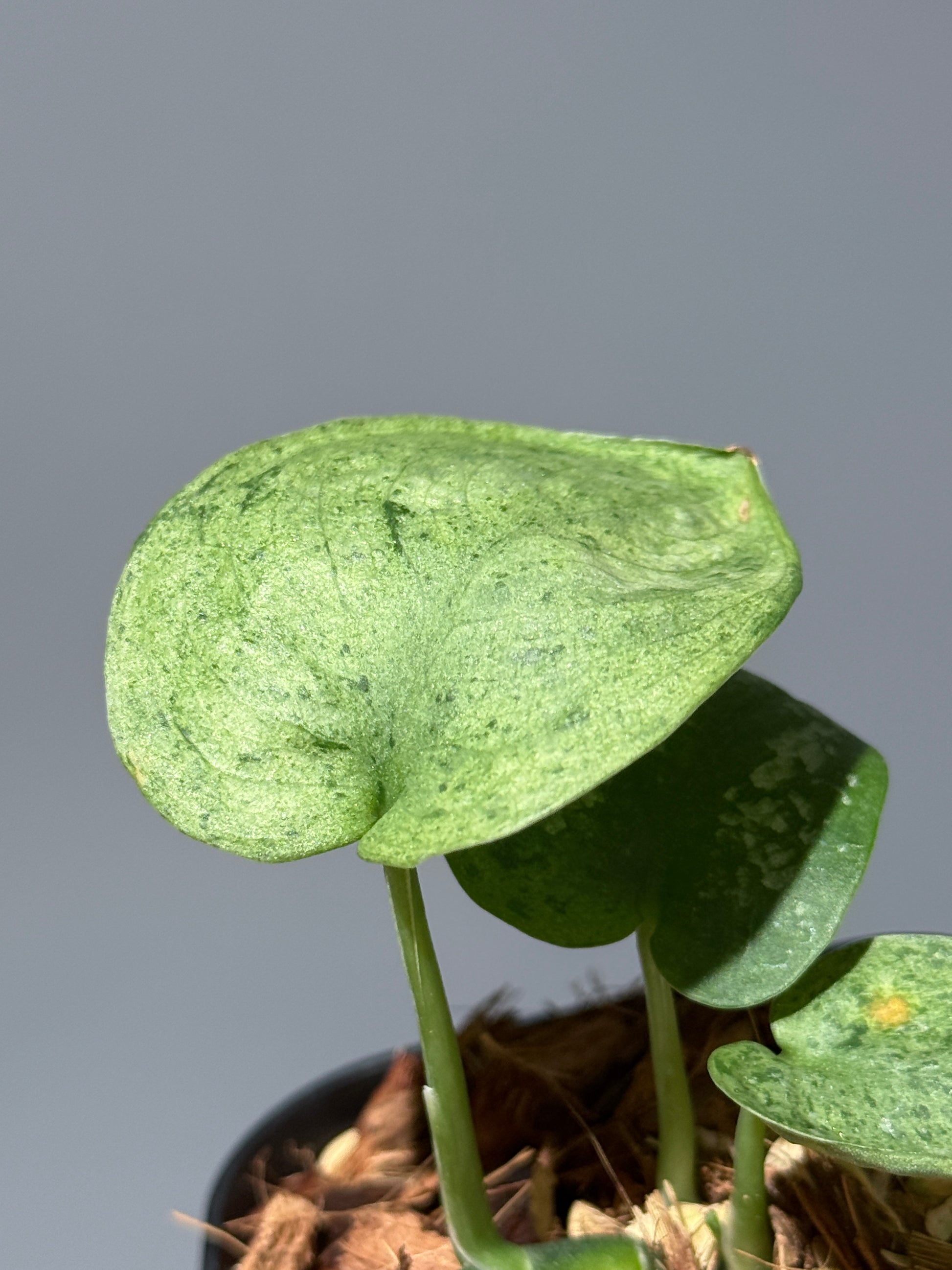 スキンダプサス モヒート / Scindapsus Mojito (1)