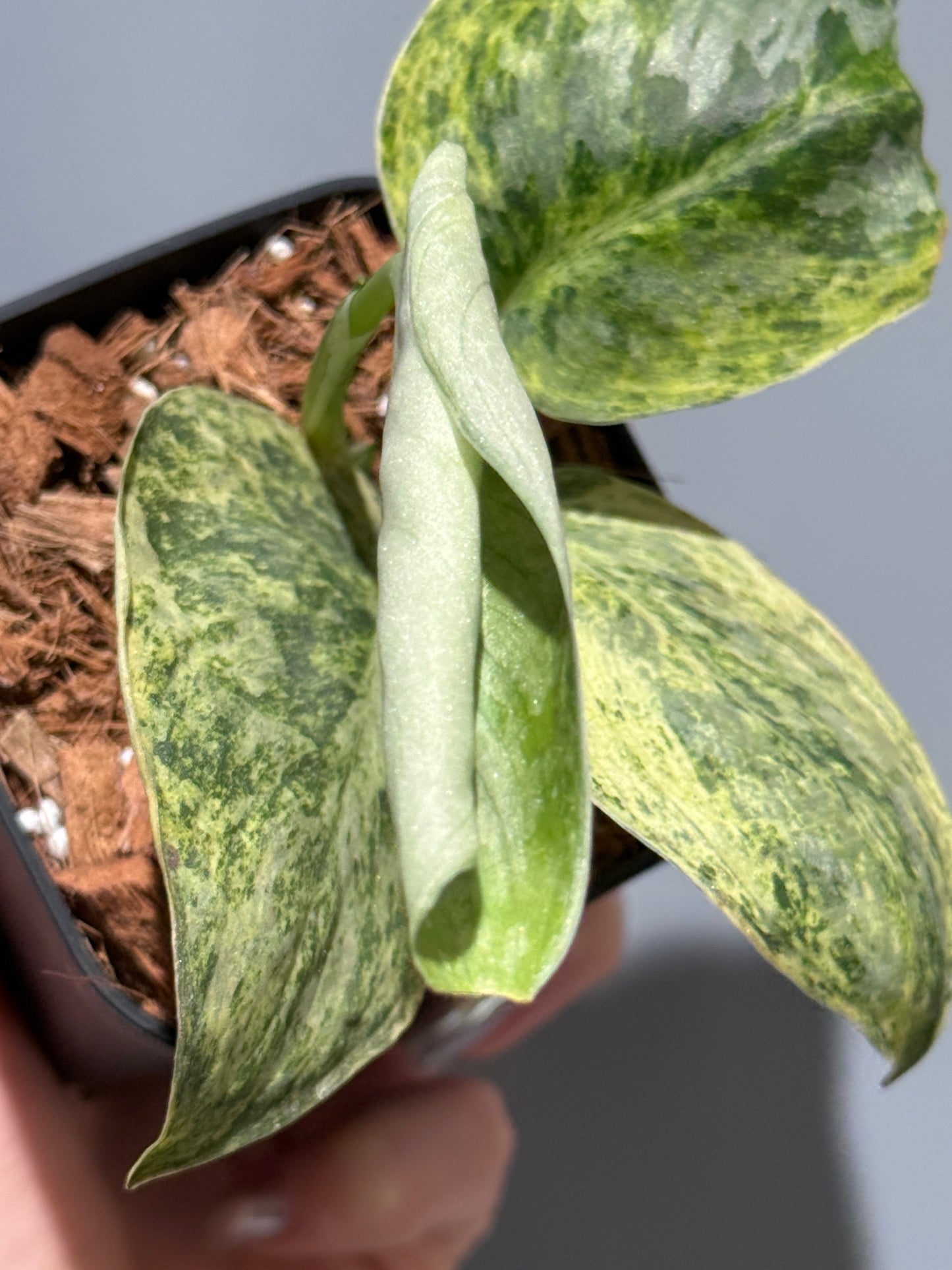 スキンダプサス テンバガ  / Scindapsus Tembaga (1)