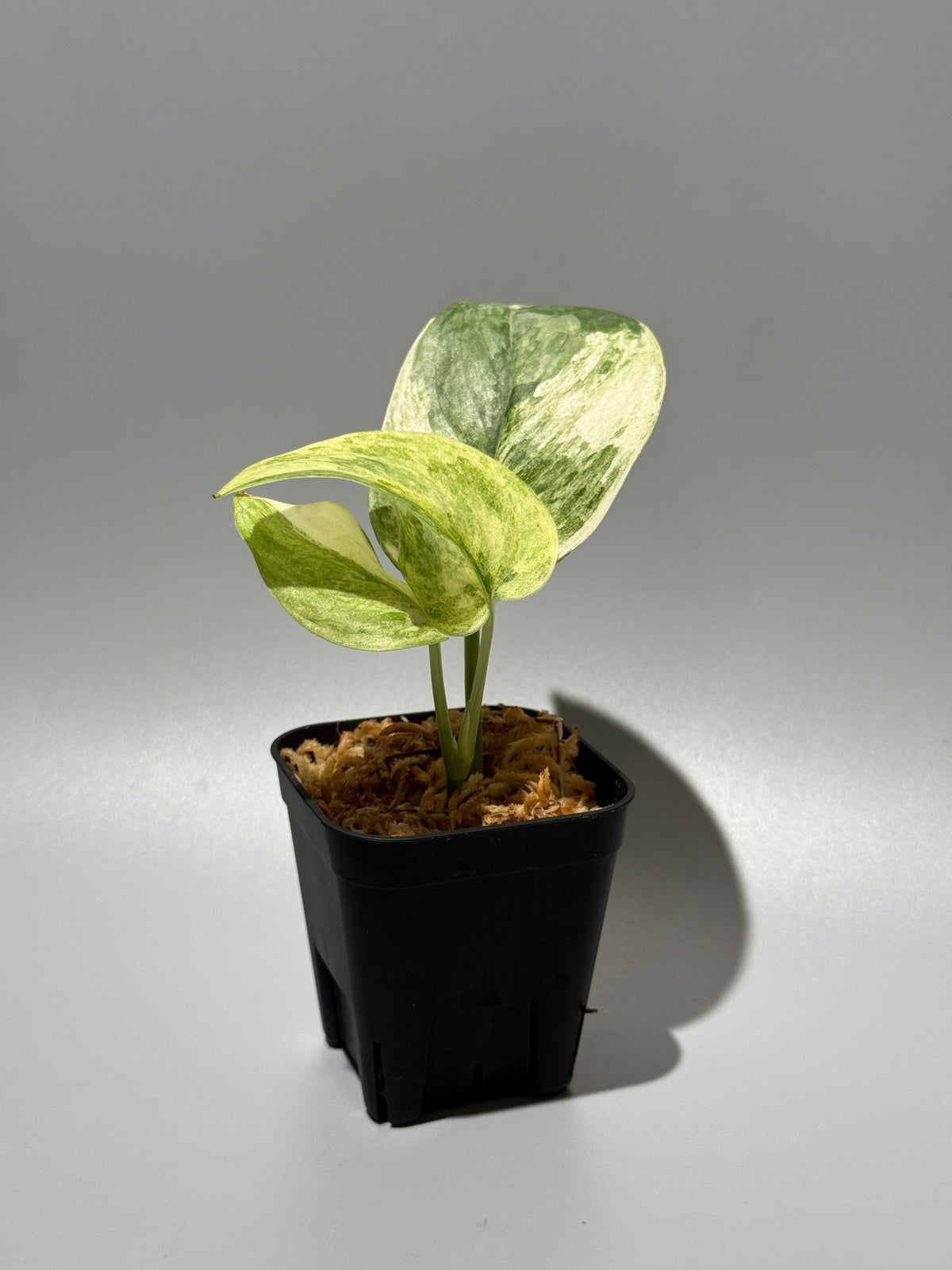 スキンダプサス ブルークラウド トリカラー / Scindapsus Exotica cloud tricolor (2)