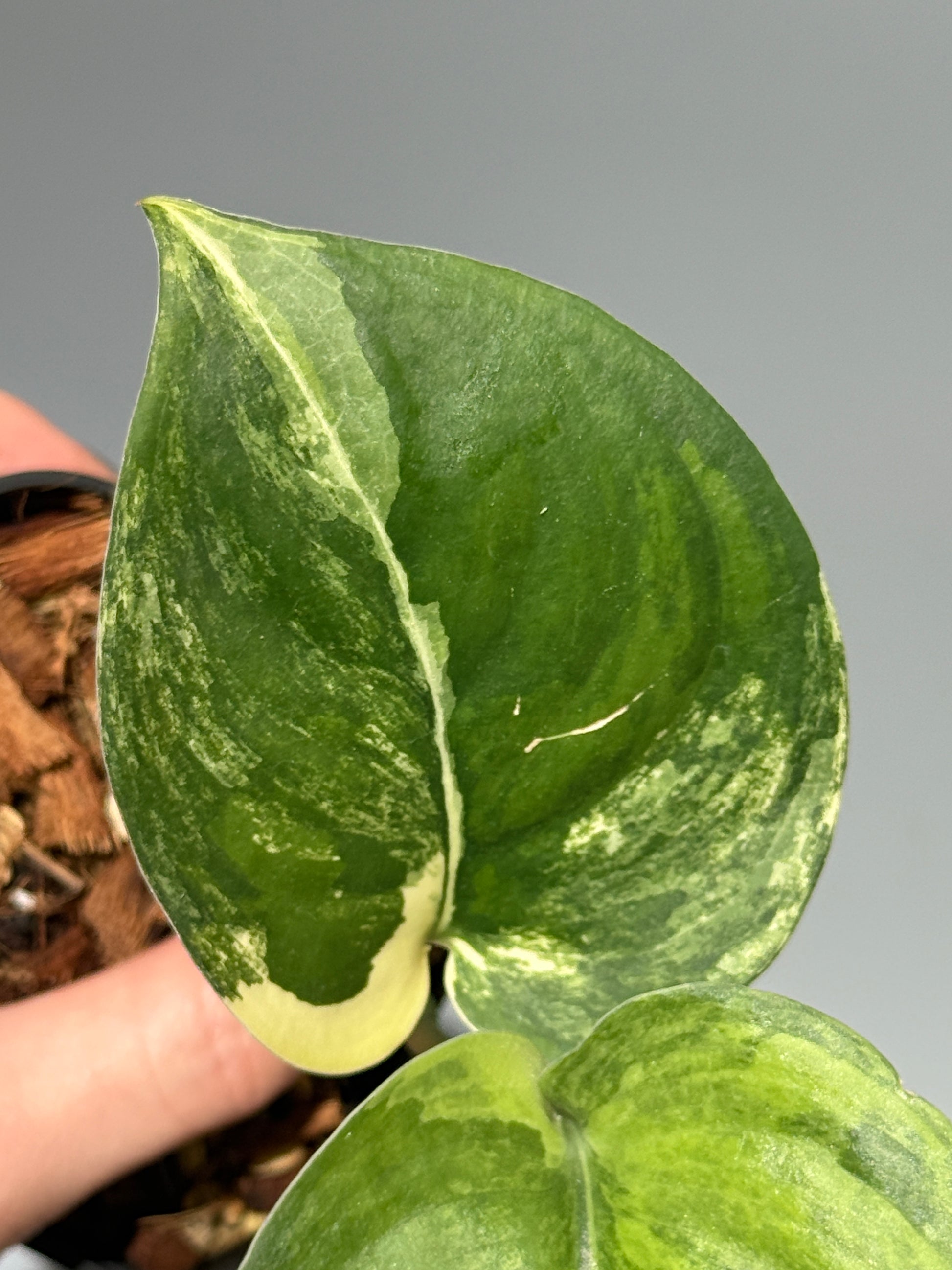 スキンダプサス ジェイドサテン オーレア  / Scindapsus jadesatin aurea (1)