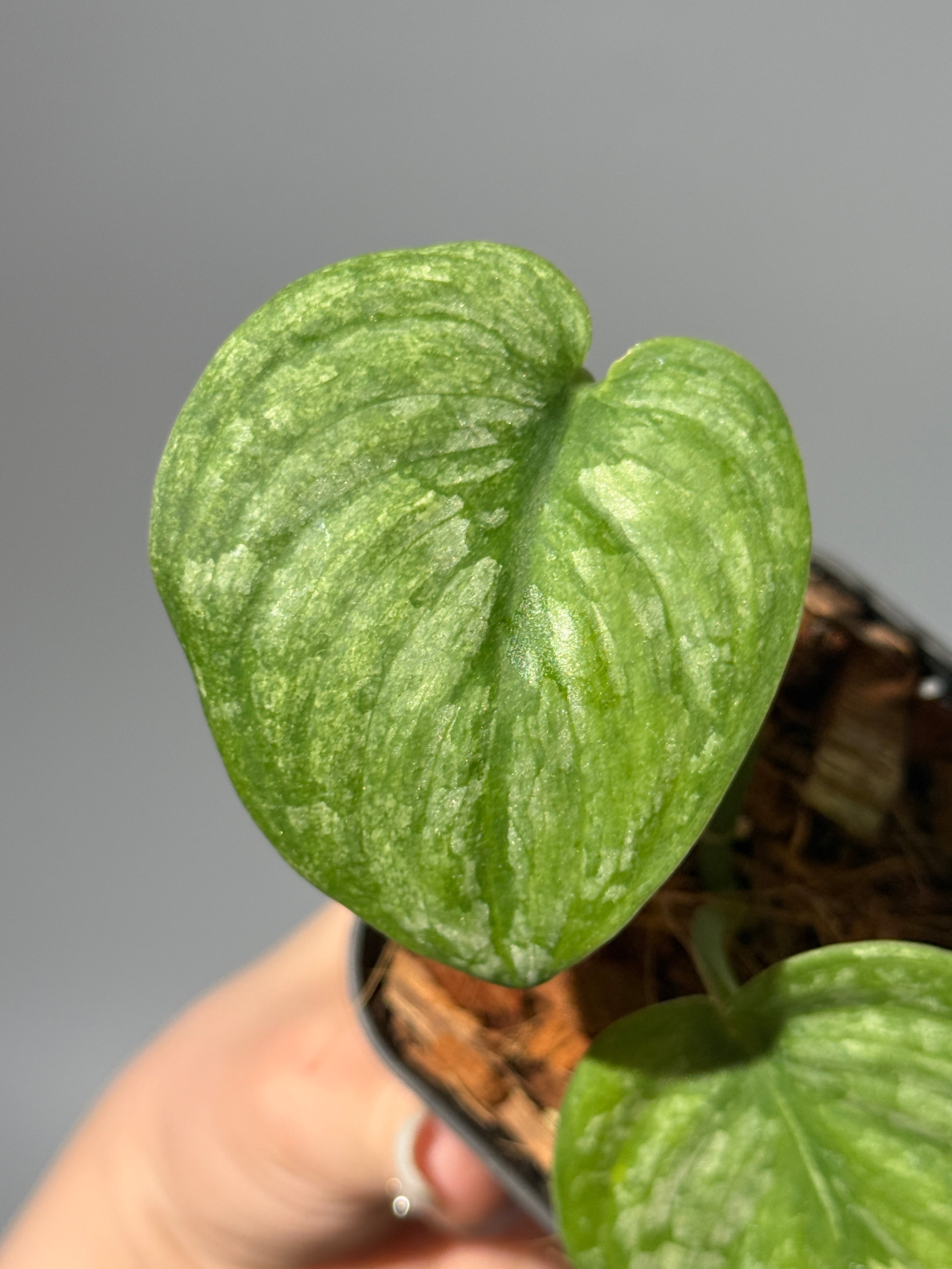 All Plants – Page 2 – Nakayama-Plants