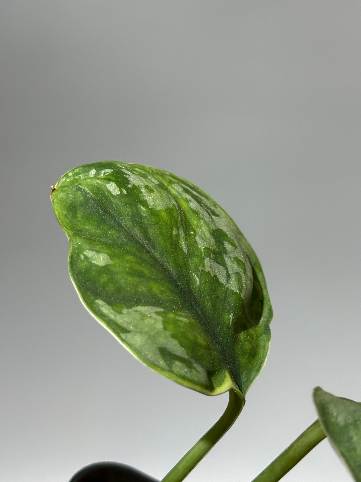 スキンダプサス イバタン  / Scindapsus Ibatan (2)