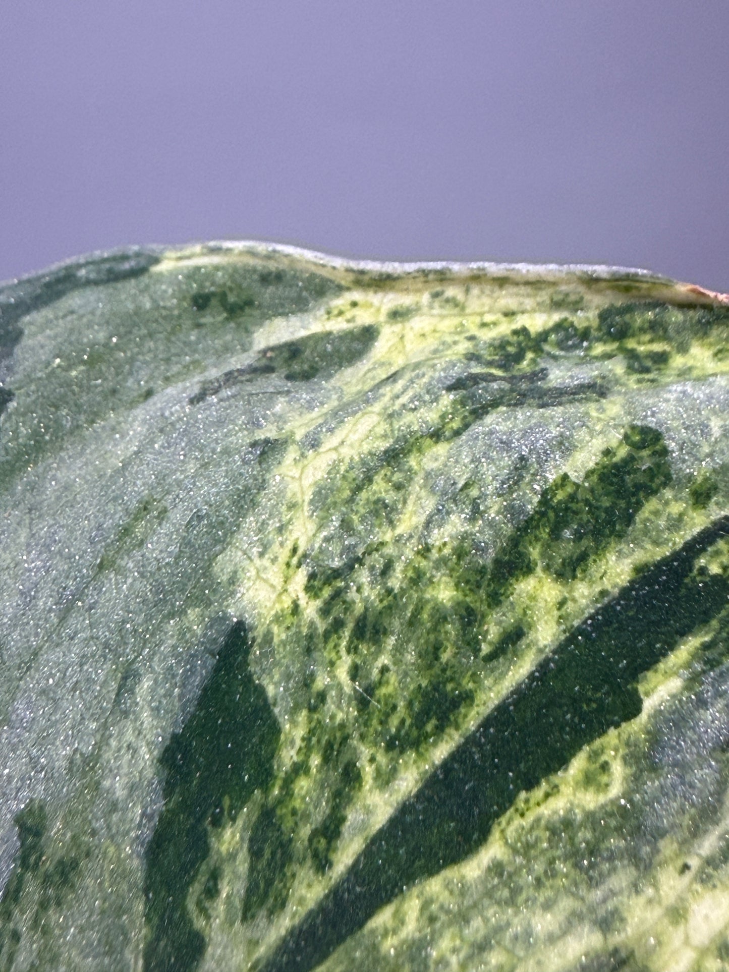 スキンダプサス スーパームーン チリン / Scindapsus Supermoon tilung (1)