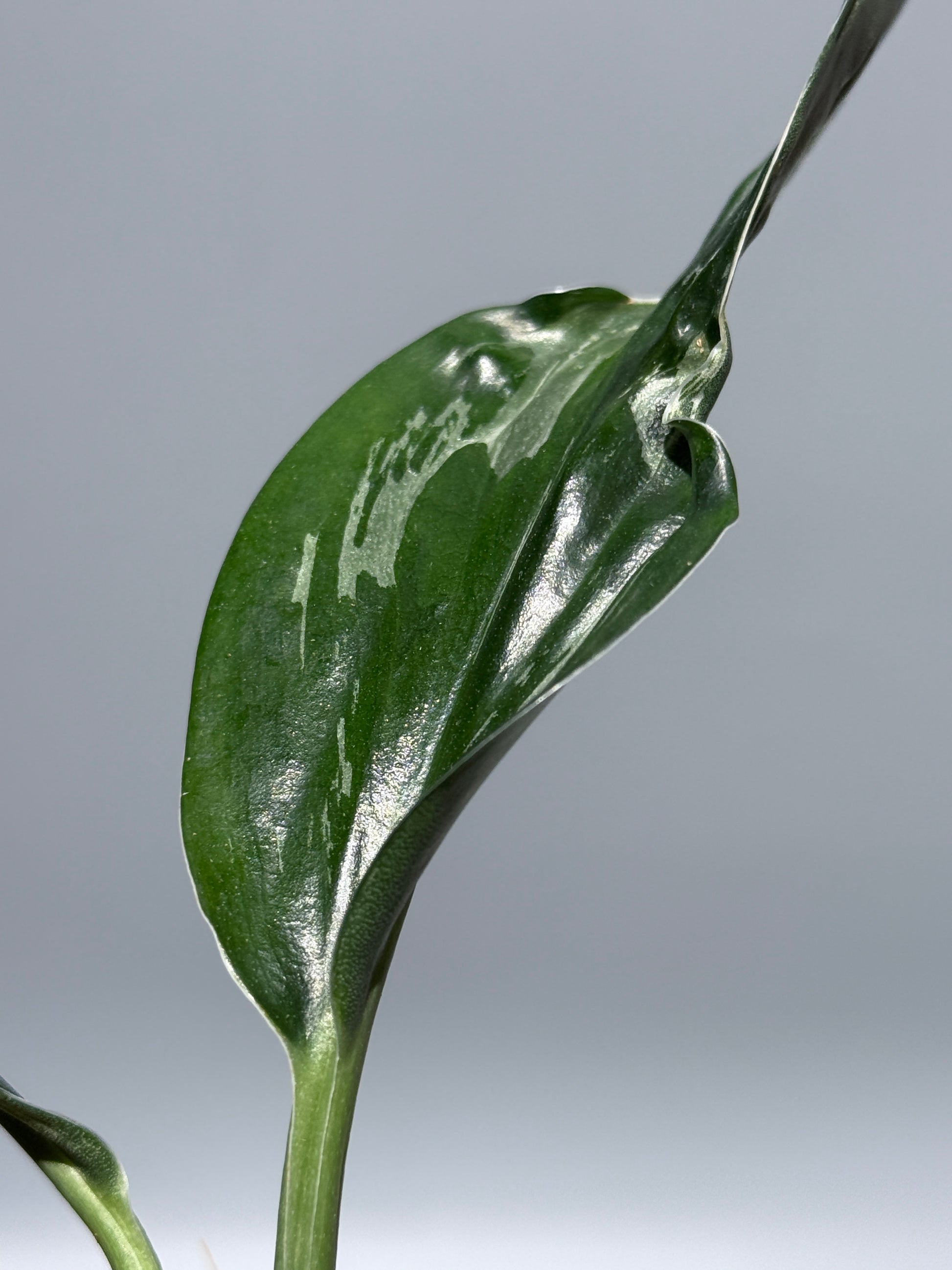 スキンダプサス トレビー ダークフォーム ミューテーション/Scindapsus Treubii darkform mutation (2)