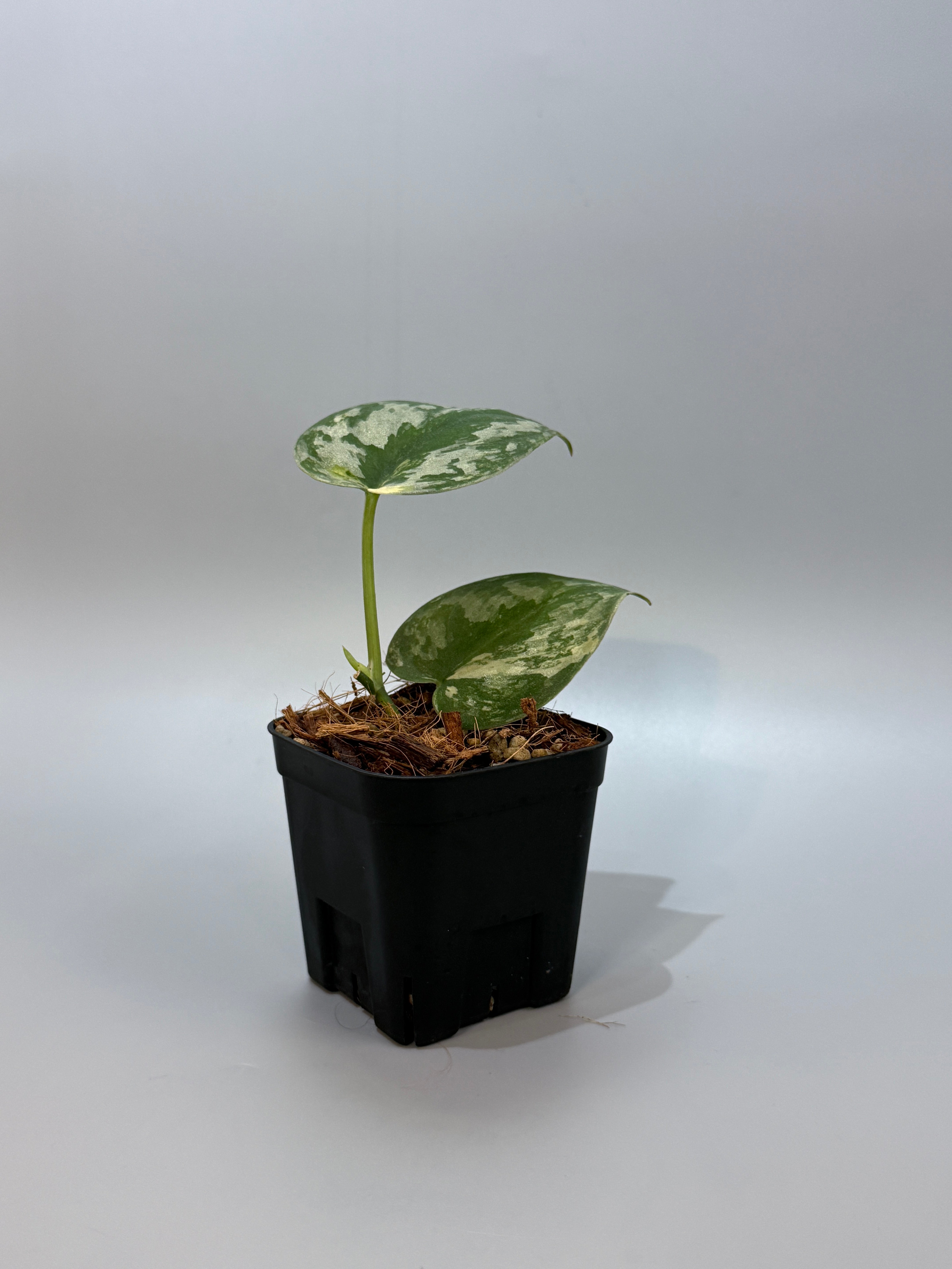 その他観葉植物 scindapsus bakudapati スキンダプサス バクダパティ / Scindapsus bakudapati (6) – Nakayama