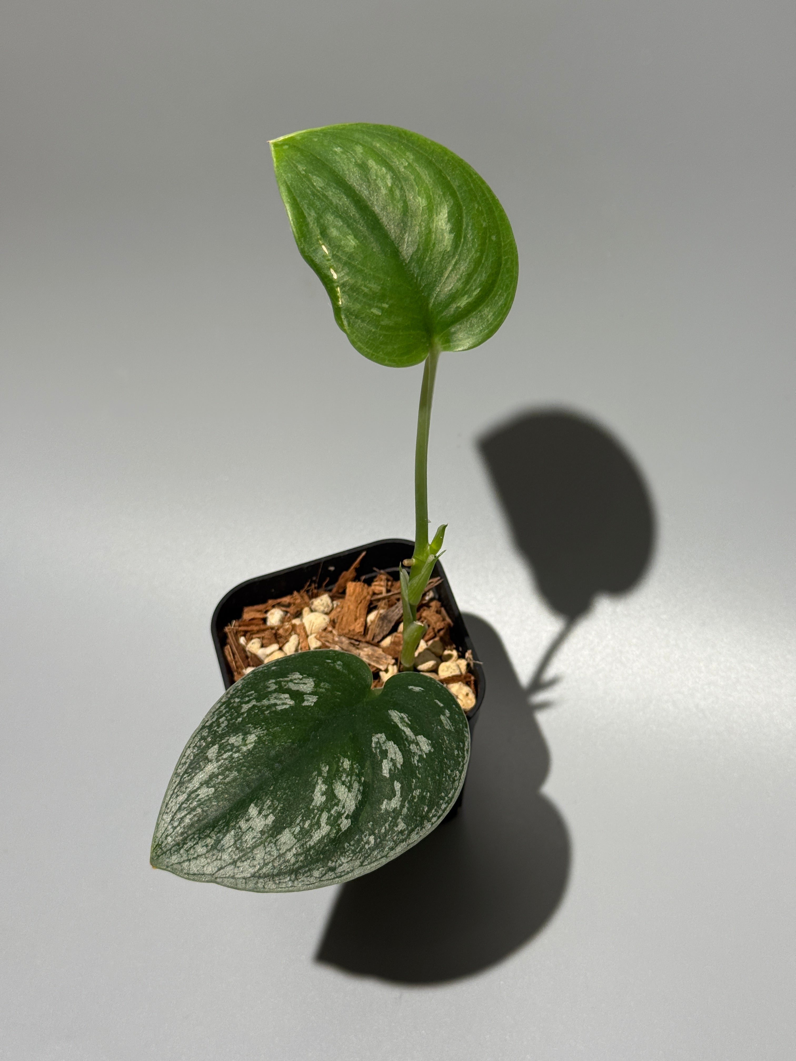 スキンダプサス マリポーサ / Scindapsus Mariposa(2) – Nakayama-Plants