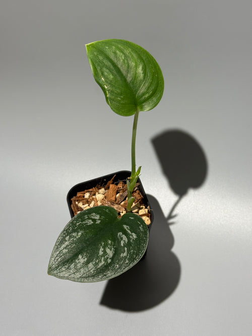 スキンダプサス  Sp.カリマンタン / Scindapsus Sp.Kalimantan (1)