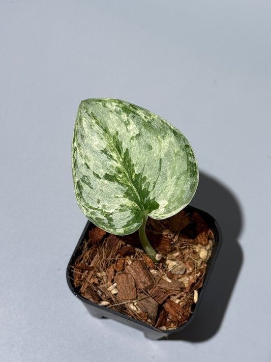 スキンダプサス ピースン アルボ  / Scindapsus peasun albo (1)