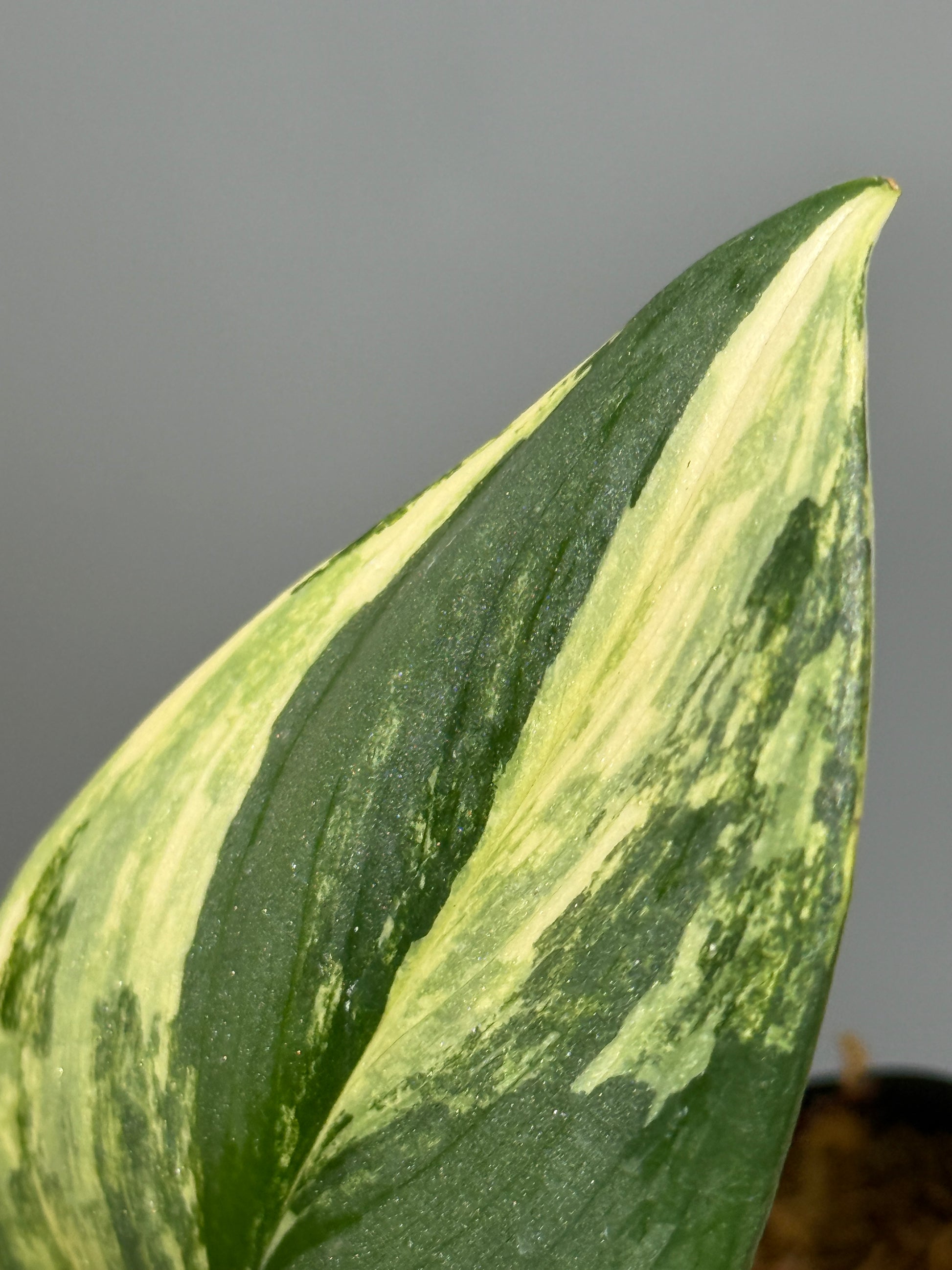 スキンダプサス ルビコン オーレア  / Scindapsus rubicon aurea (1)