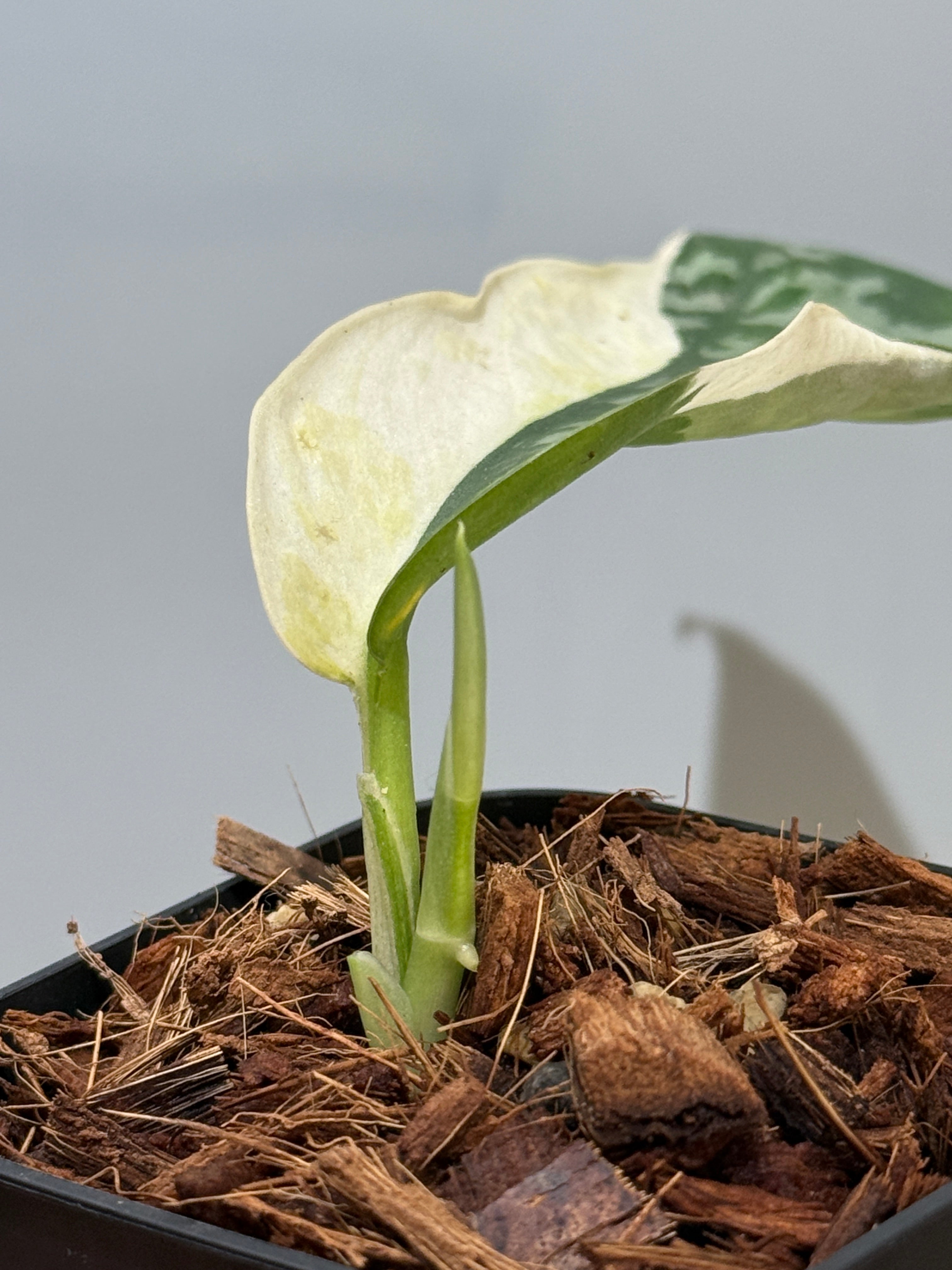 その他観葉植物 scindapsus lakambini スキンダプサス ラカンビニ / Scindapsus lakambini (4) – Nakayama-Plants