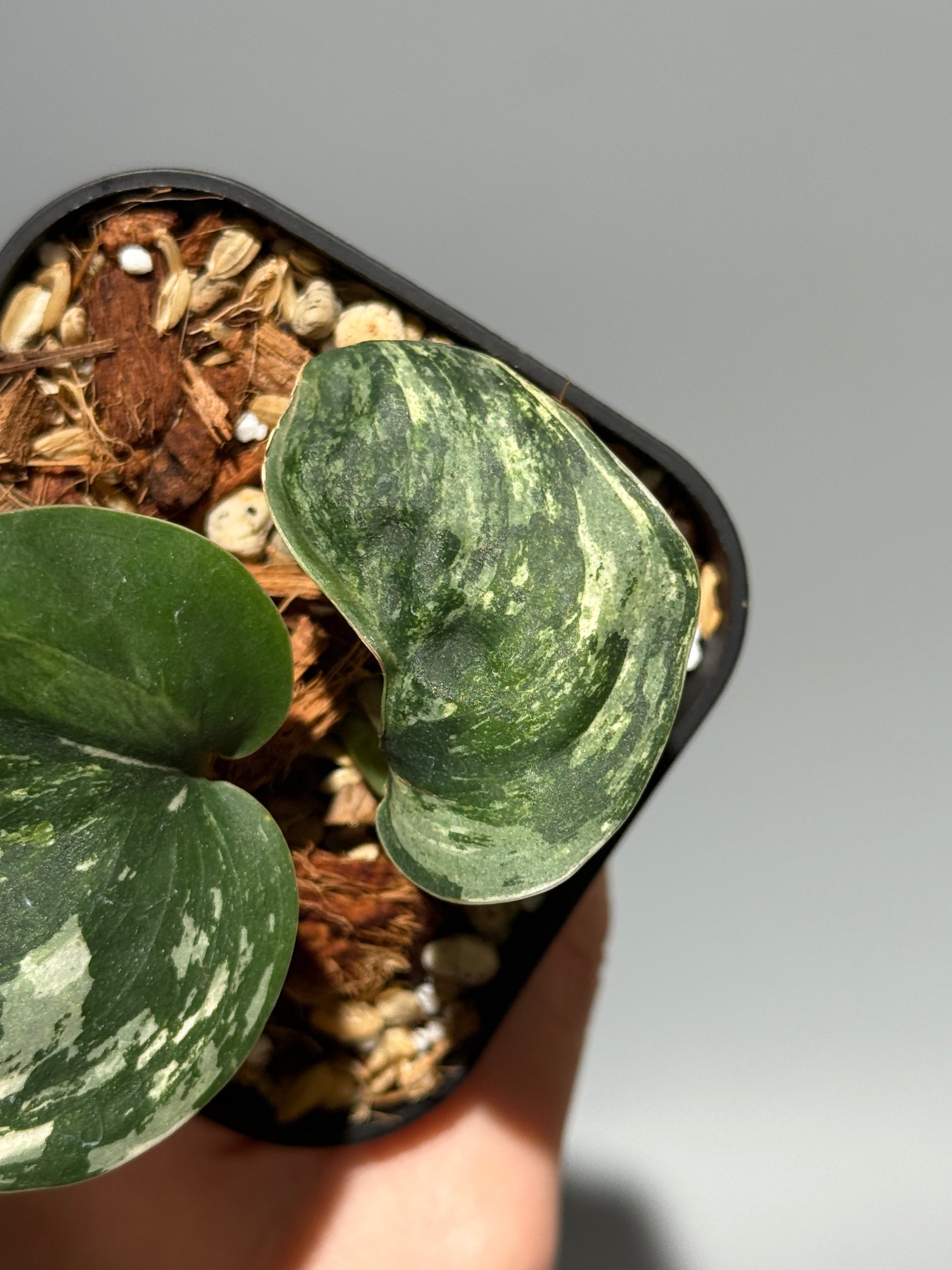 スキンダプサス シルバースプラッシュ ミューテーション/ Scindapsus Silver splash mutation  (3)