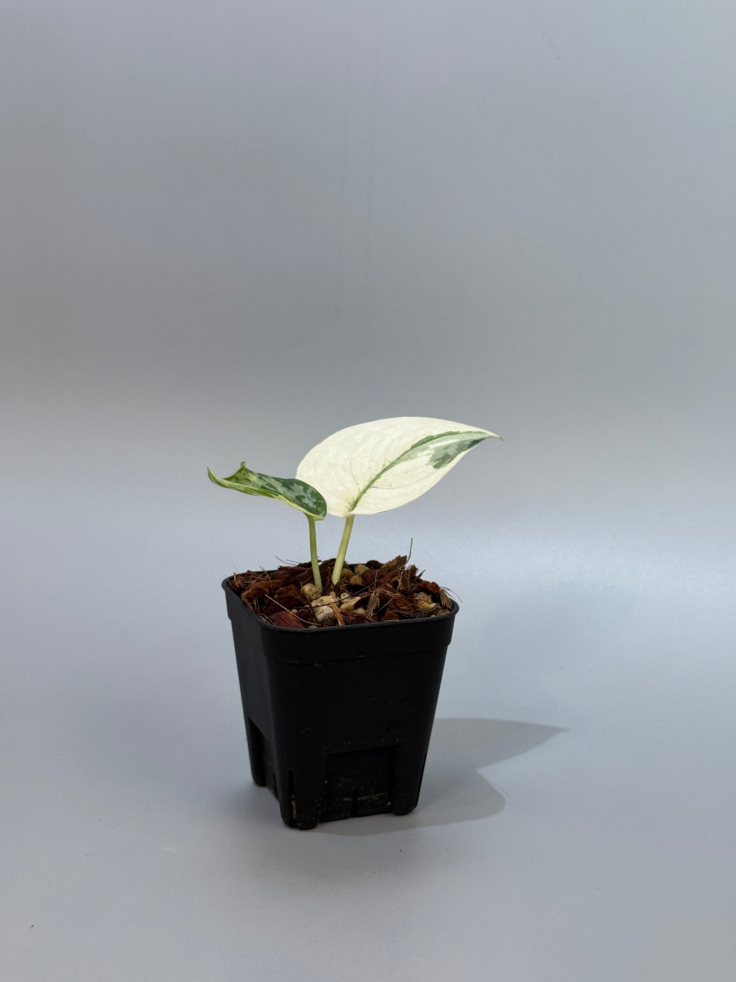 スキンダプサス マヤリ / Scindapsus mayari (4)