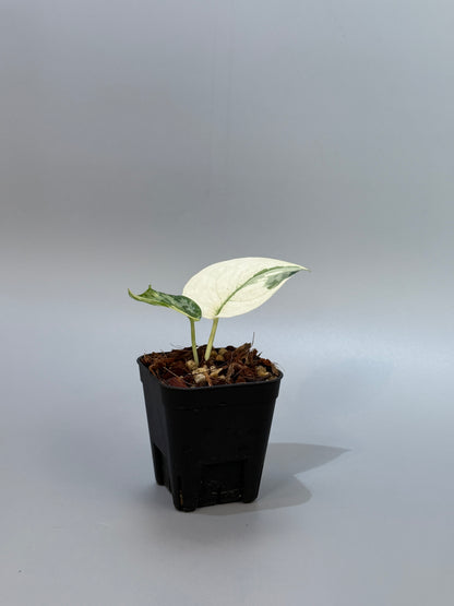 スキンダプサス マヤリ / Scindapsus mayari (4)