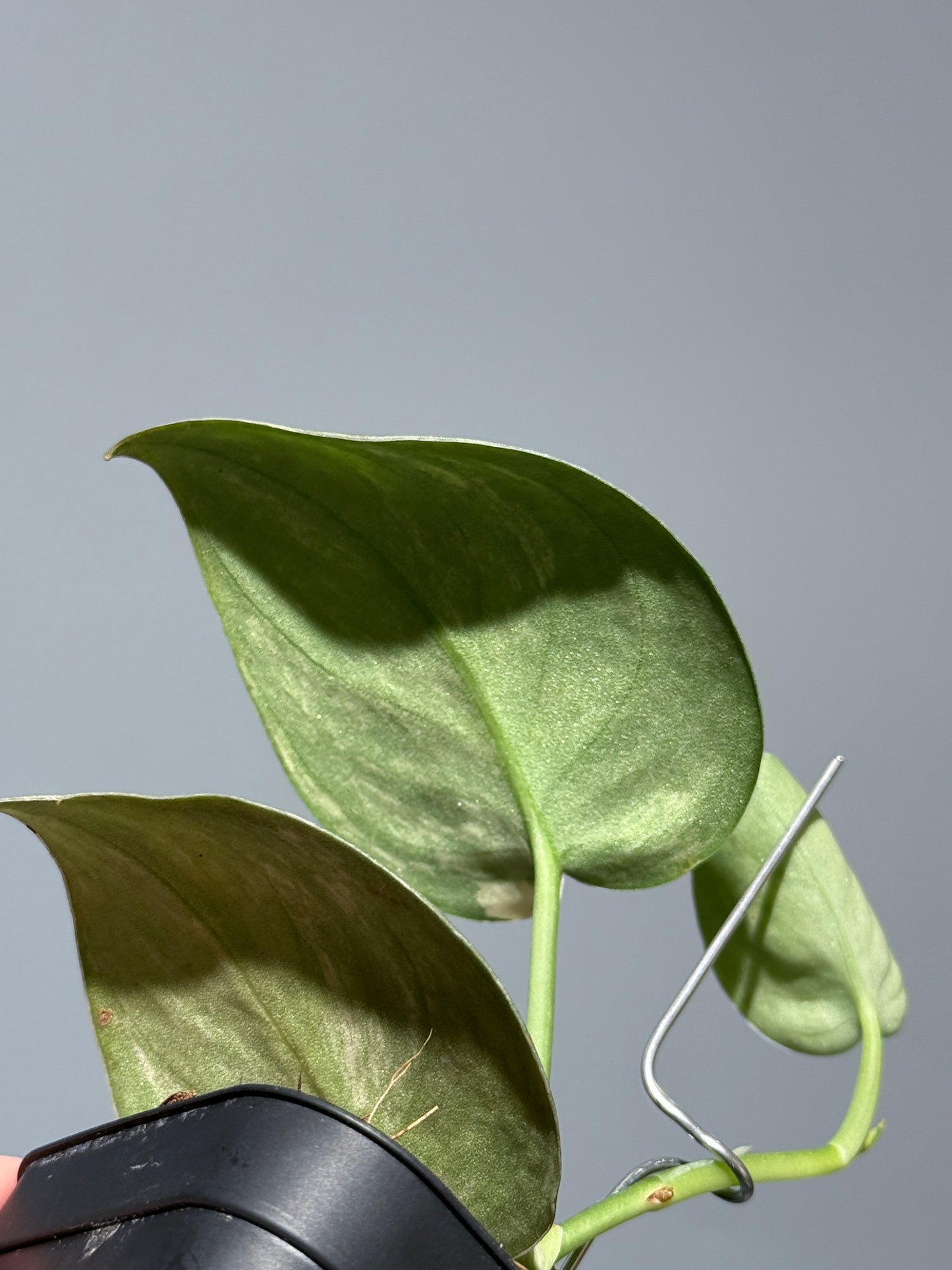 スキンダプサス バクダパティ / Scindapsus bakudapati (1)