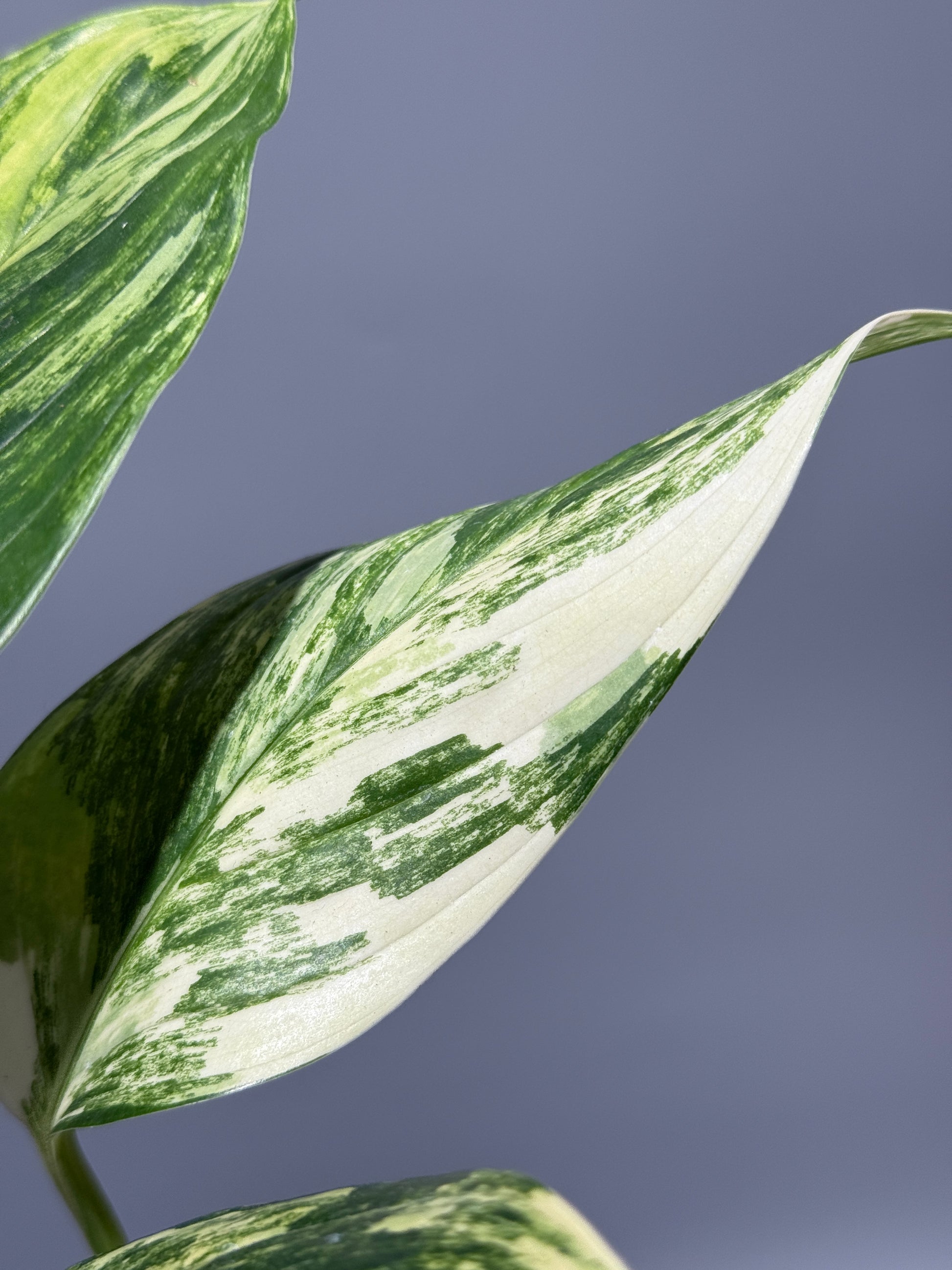 スキンダプサス ペラケンシス 斑入り / Scindapsus Perakensis var. (1)