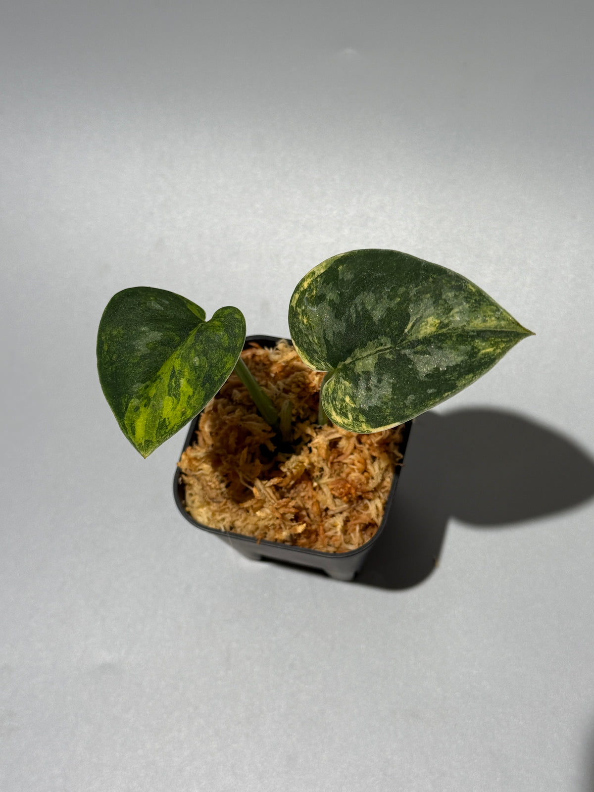 スキンダプサス グリーン ダイヤモンド / Scindapsus Green diamond (1)