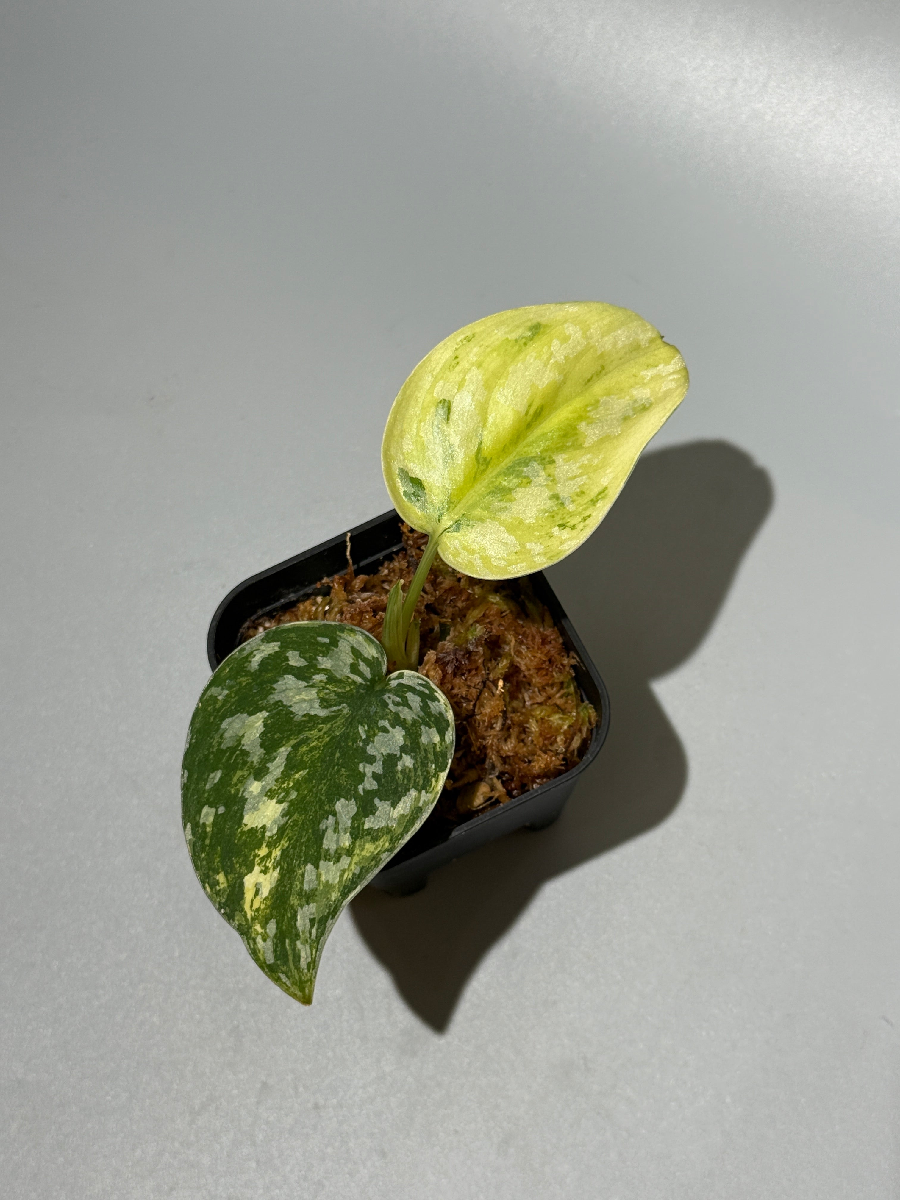 All Plants – Nakayama-Plants