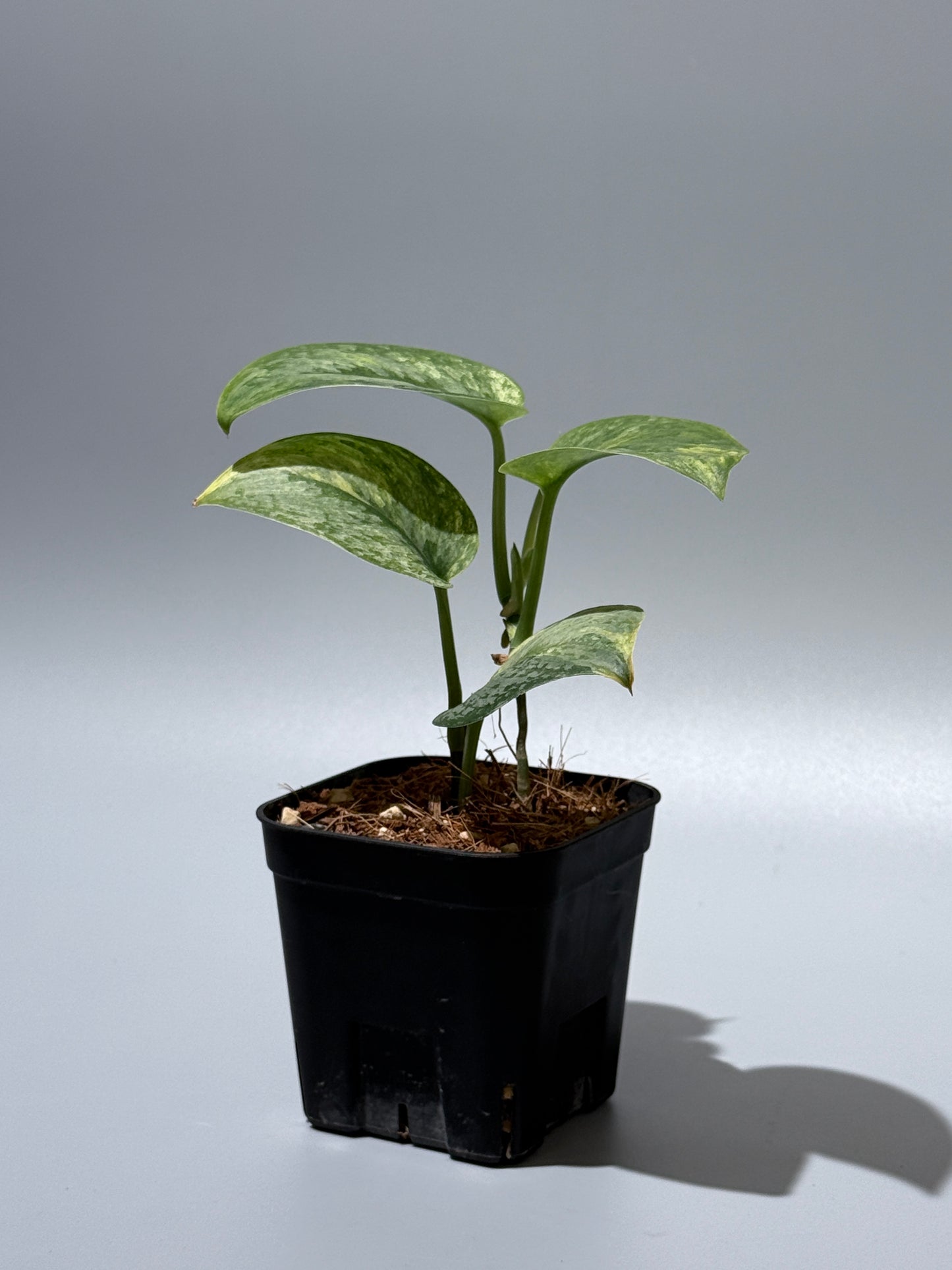 スキンダプサス サデワ トリカラー / Scindapsus sadewa tricolor (1)