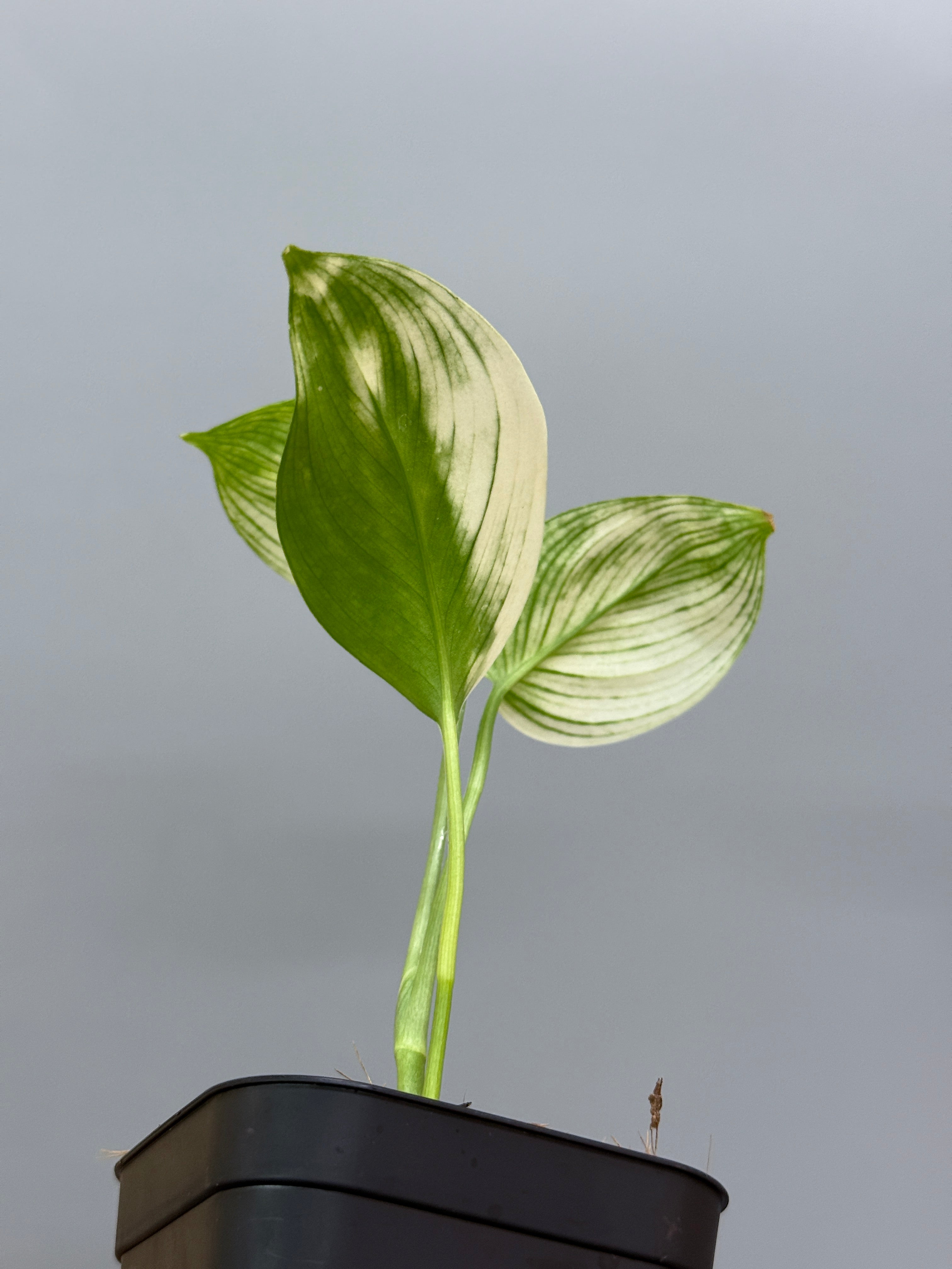 スキンダプサス ホワイトモンスター / Scindapsus whitemonster (3