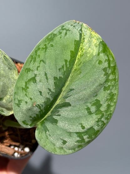 スキンダプサススーパームーン チリン / Scindapsus Supermoon tilung (1)