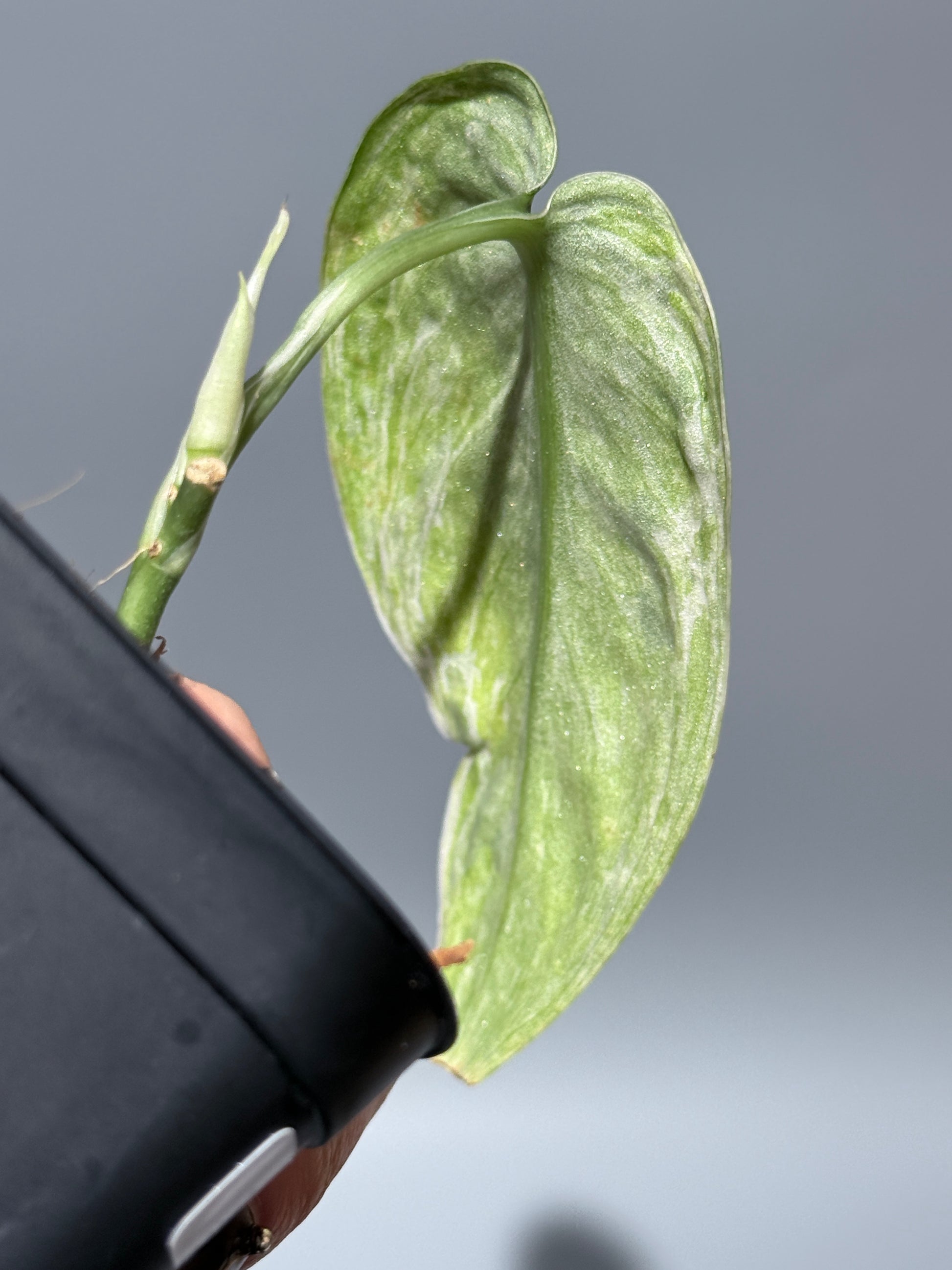 スキンダプサス ブルー スカイ/Scindapsus Blue sky  (1)