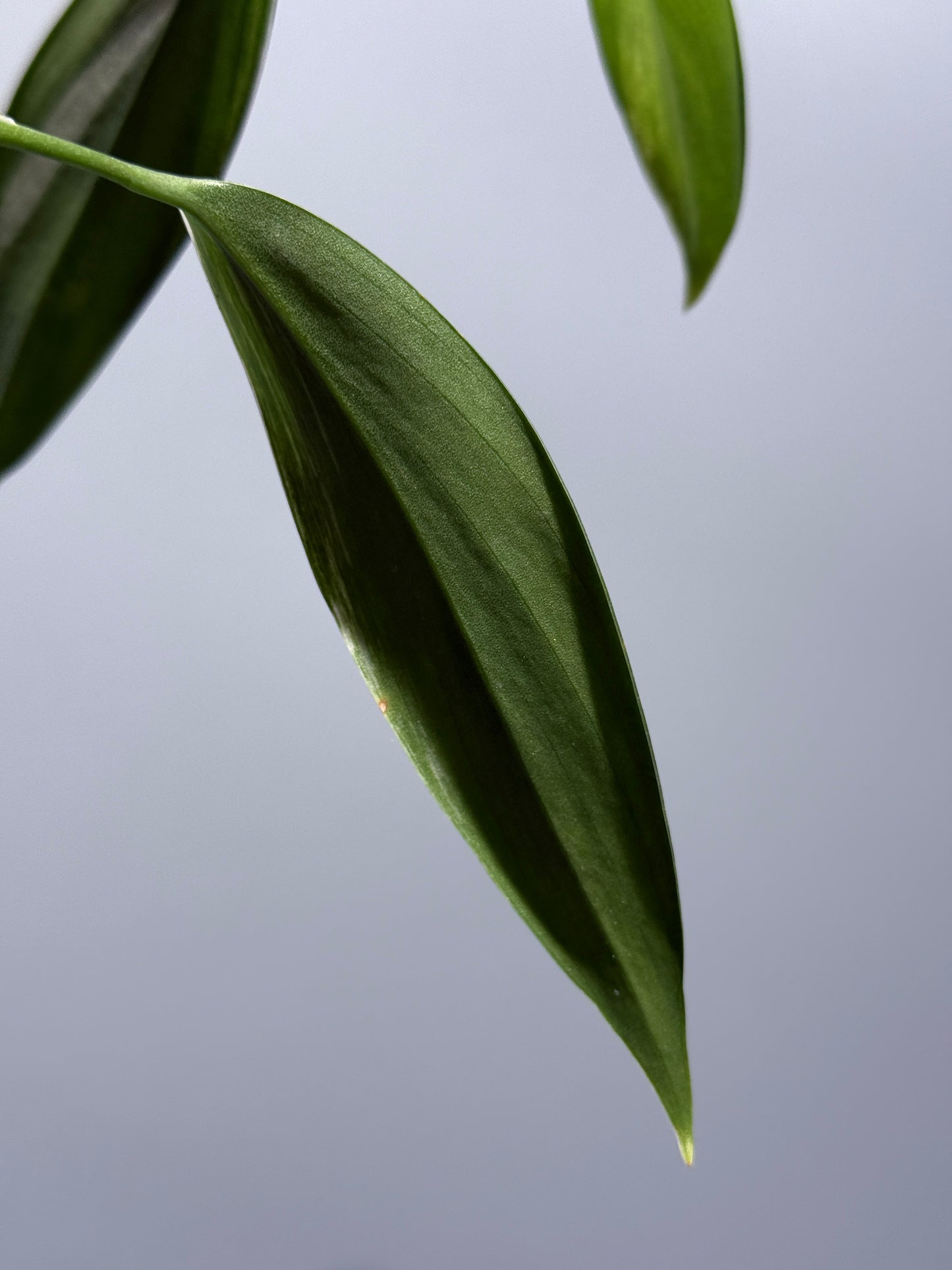 スキンダプサス コリアセウス アルボ / Scindapsus coriaceus albo (1)