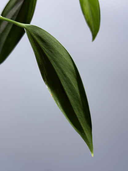 スキンダプサス コリアセウス アルボ / Scindapsus coriaceus albo (1)